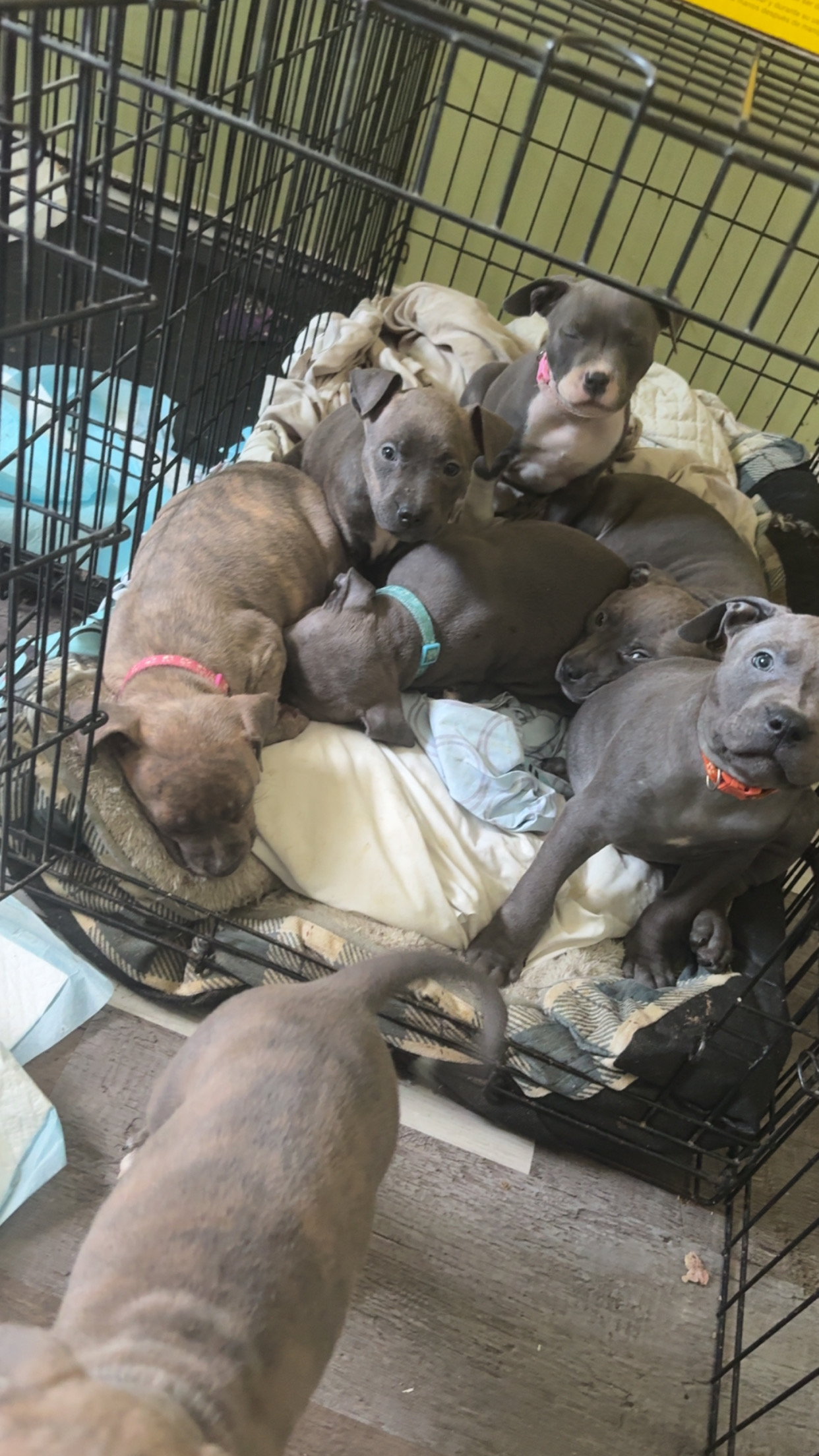 Photo of American bullies 