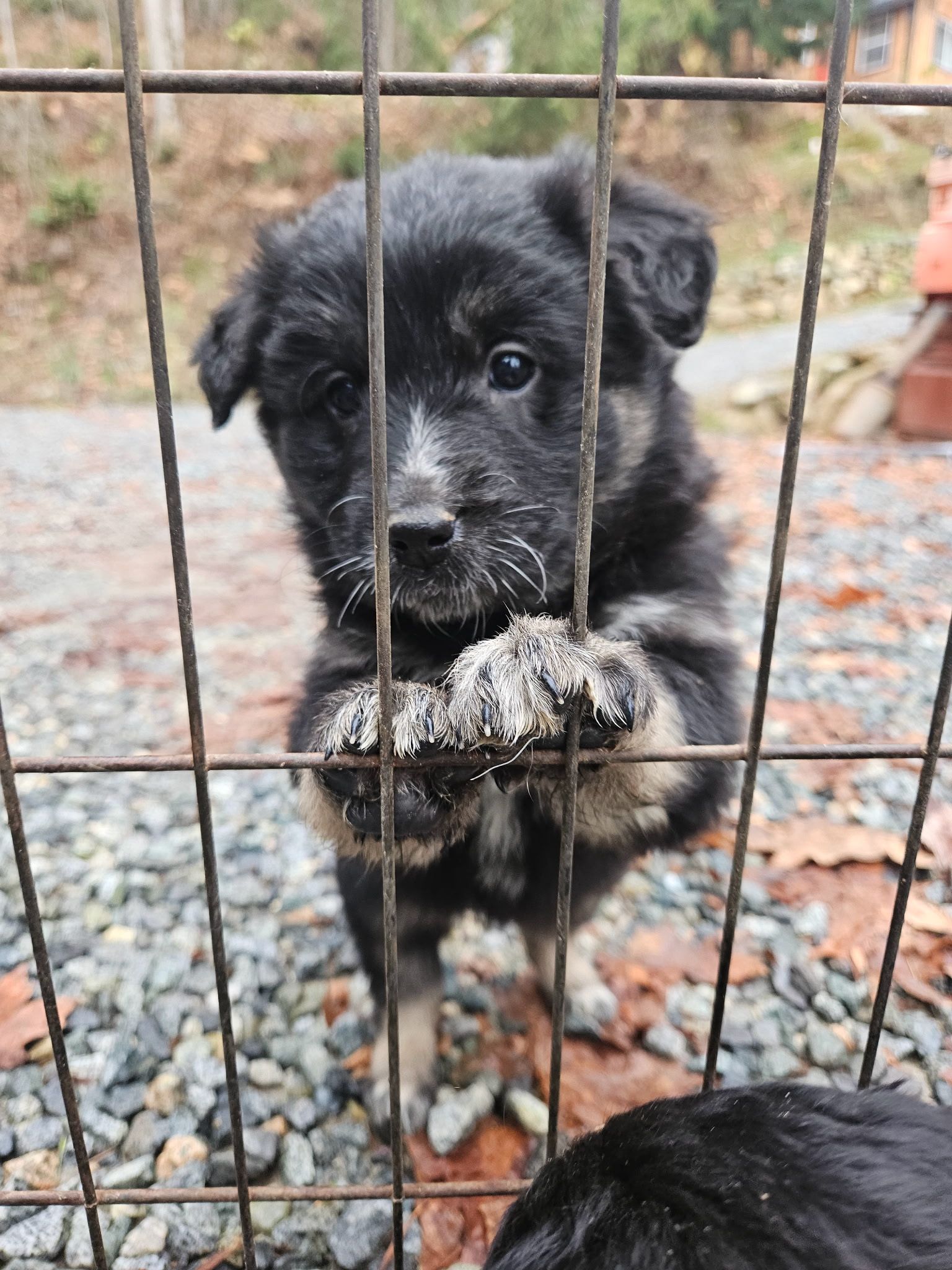 Christmas puppies Lab-Rottweiler/Border collie - 1 - 1765252427414_1000007823