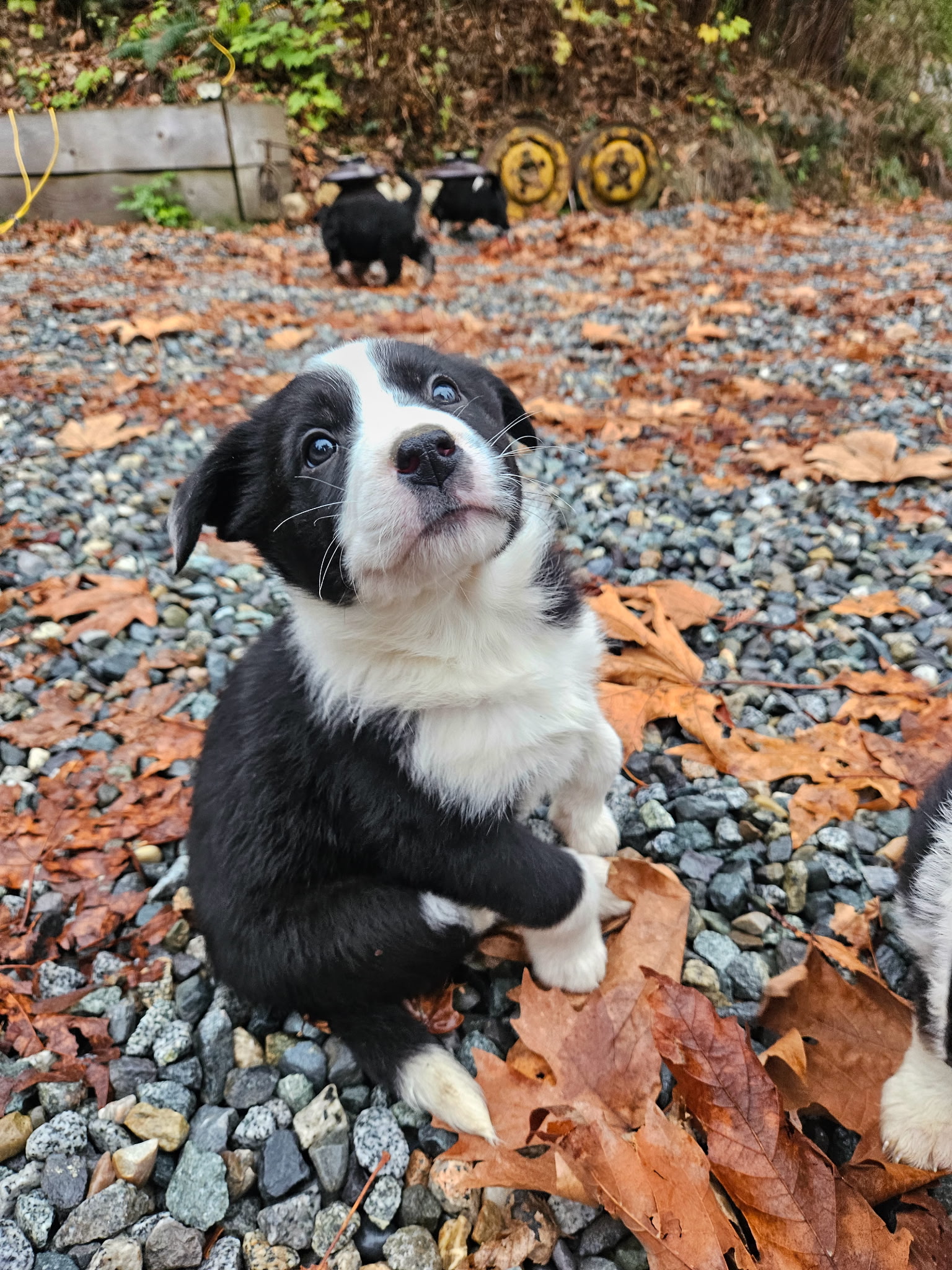 Christmas puppies Lab-Rottweiler/Border collie - 2 - 1765252427428_1000007824
