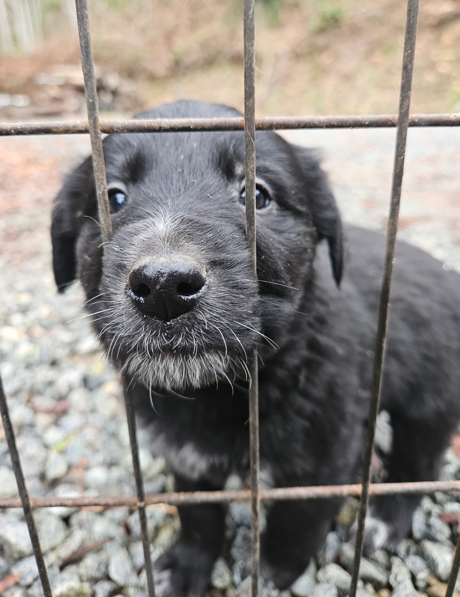 Christmas puppies Lab-Rottweiler/Border collie - 5 - 1765252530139_1000007827