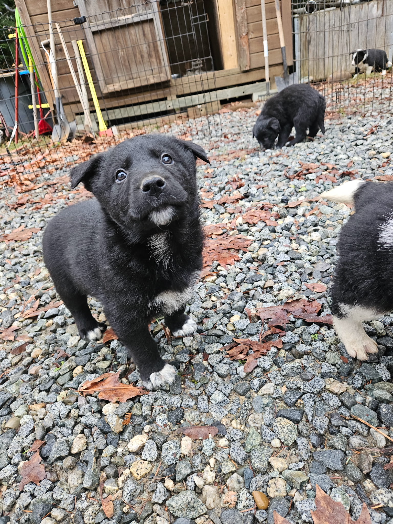Christmas puppies Lab-Rottweiler/Border collie - 4 - 1765252530424_1000007826