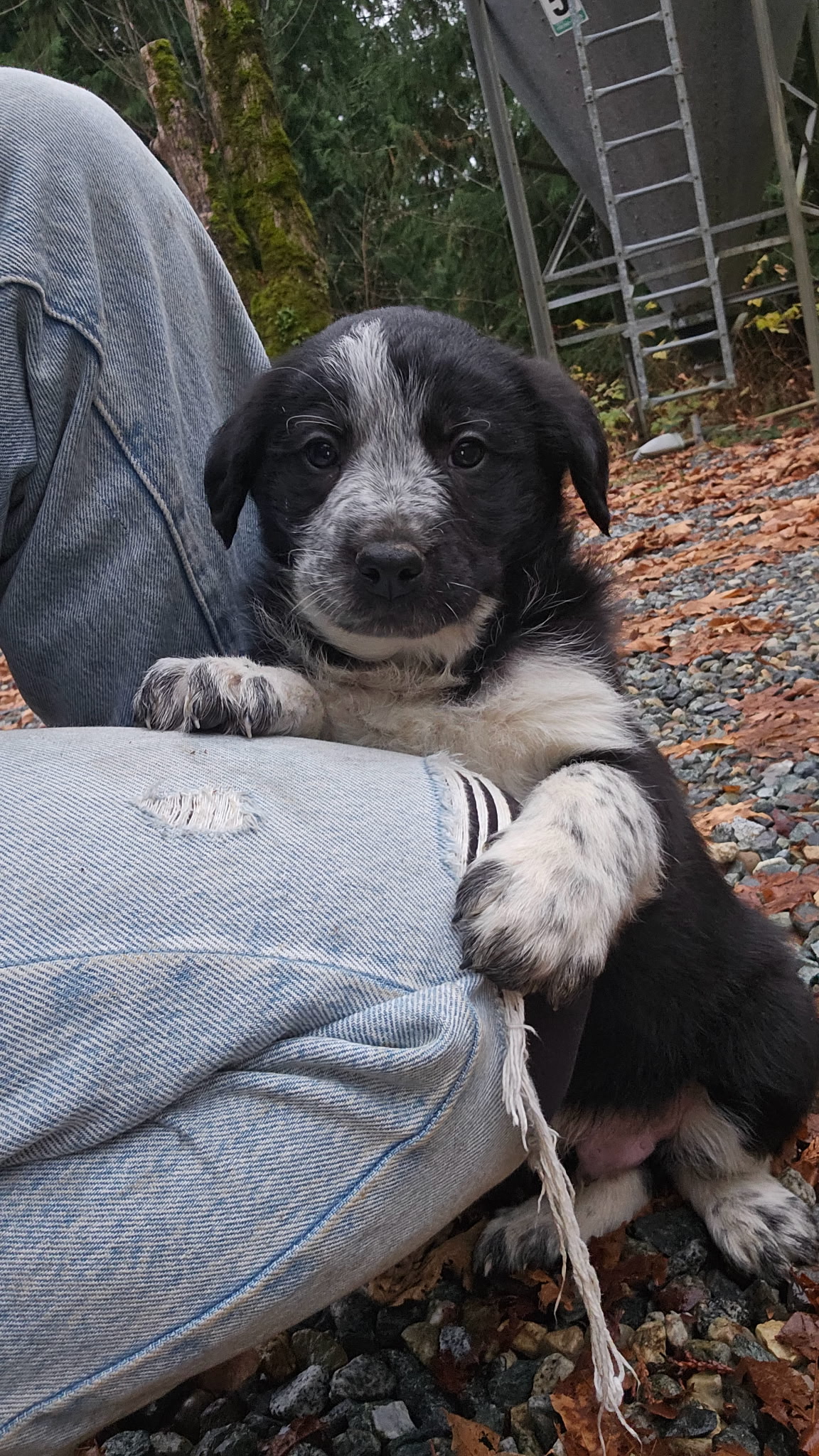 Christmas puppies Lab-Rottweiler/Border collie - 3 - 1765252530448_1000007825