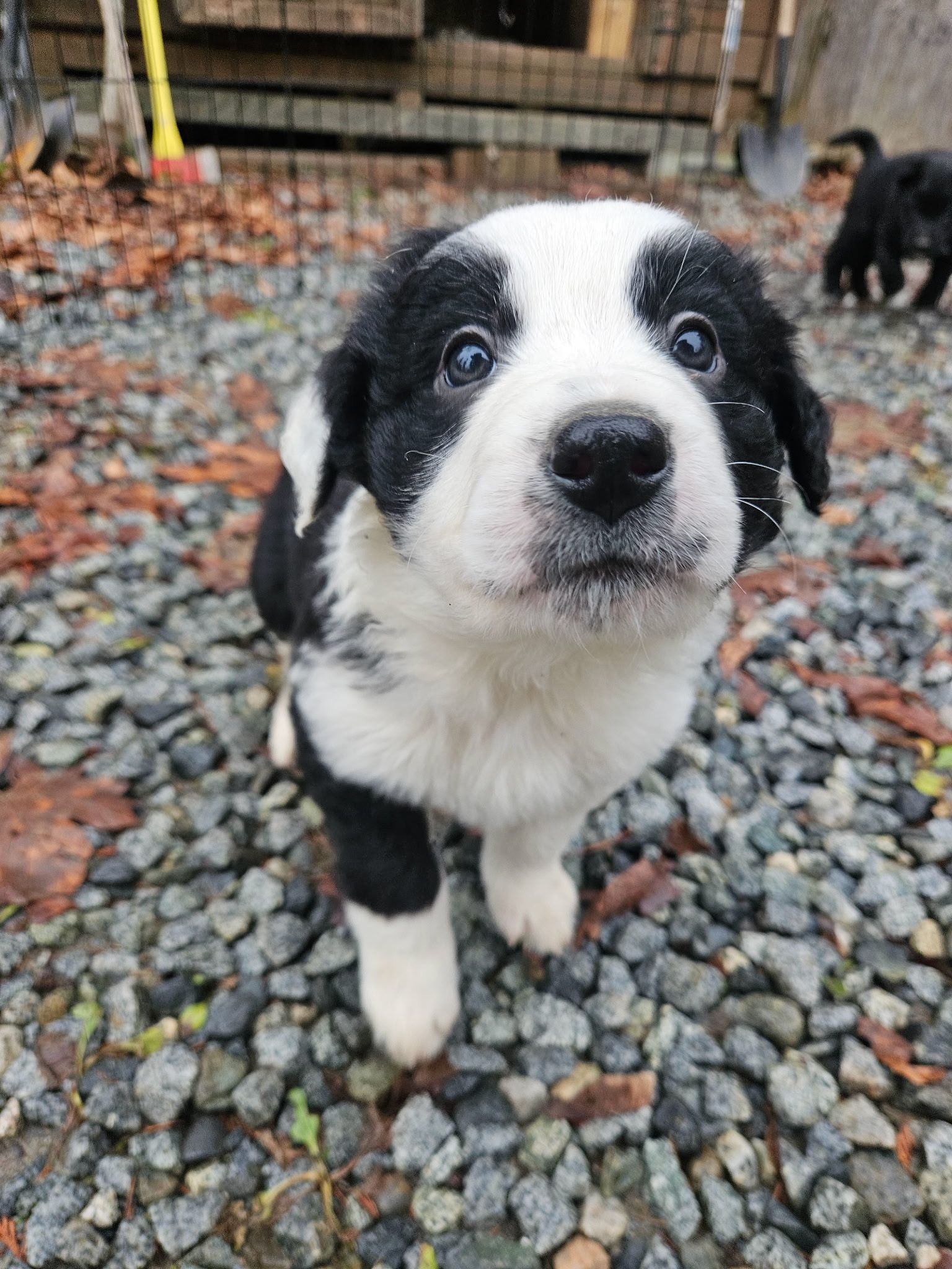 Christmas puppies Lab-Rottweiler/Border collie - 6 - 1765252530466_1000007829