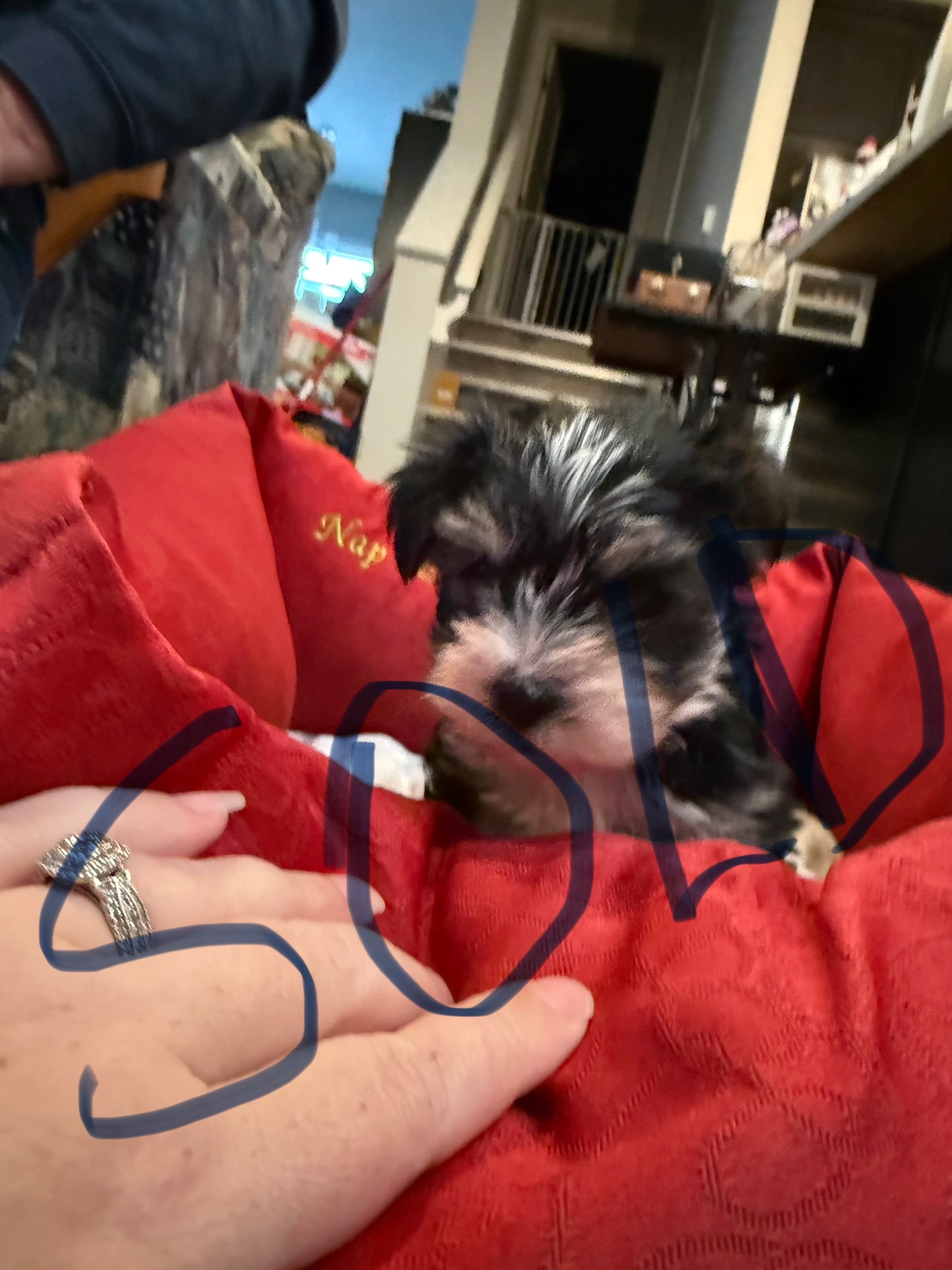 Yorkies in time for Christmas - 4 - 1765318755455_IMG_9623
