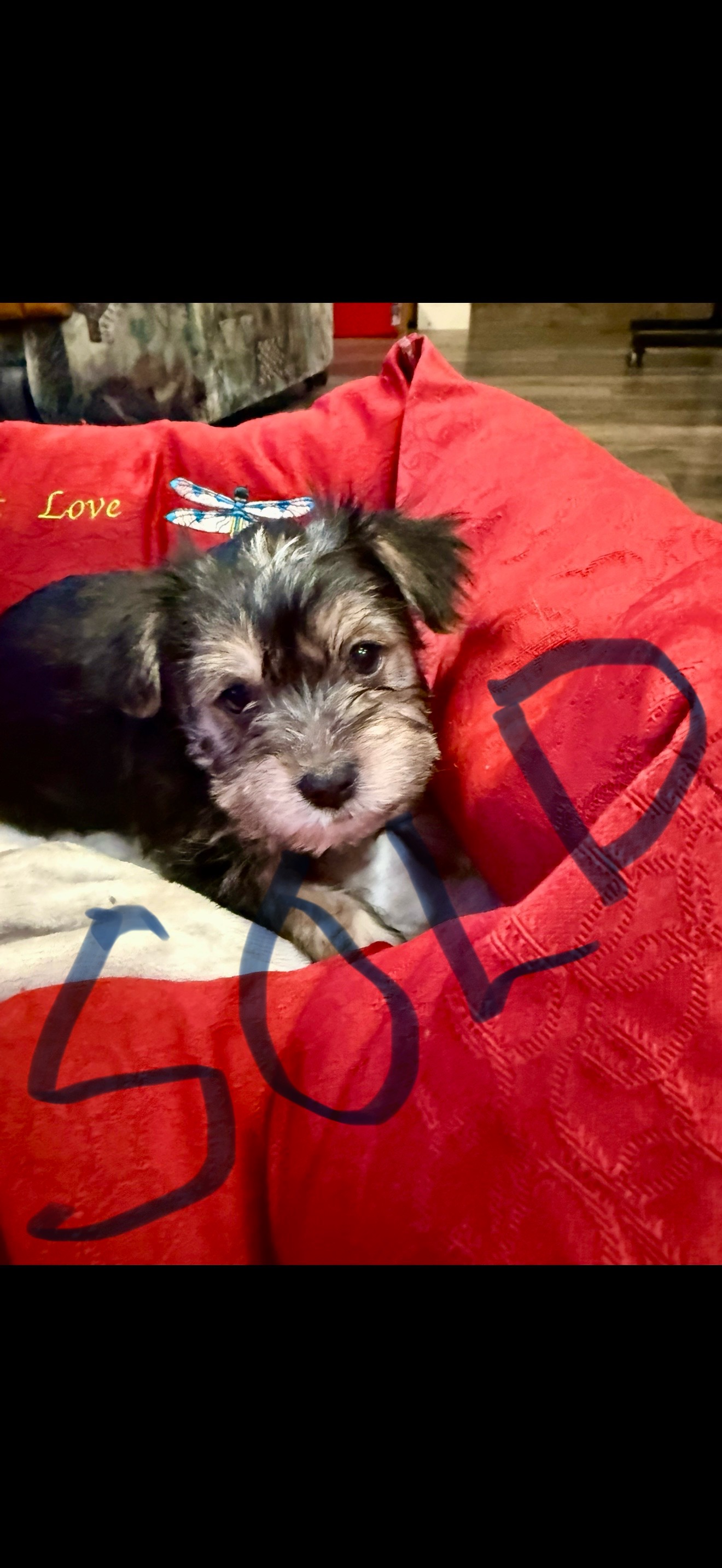 Yorkies in time for Christmas - 5 - 1765318771709_IMG_9634