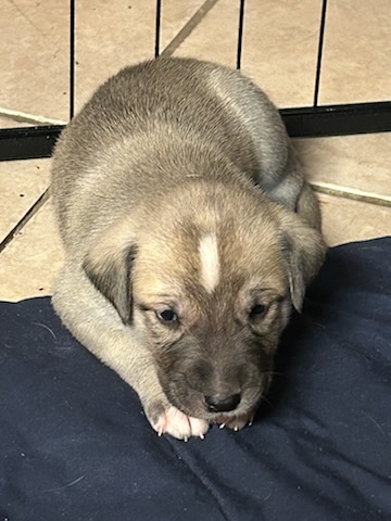 Photo of Rare Guardian Puppies (Kangal, Caucasian Shepherd, Cane Corso, Greyhound mix)