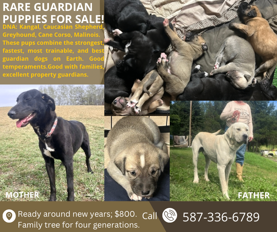 Photo of Rare Guardian Puppies (Kangal, Caucasian Shepherd, Cane Corso, Greyhound mix)