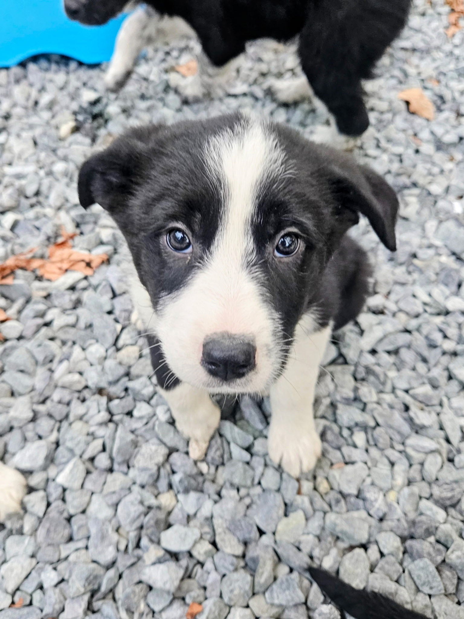 Christmas puppies Lab-Rottweiler/Border collie - 8 - 1765330173250_1000007840