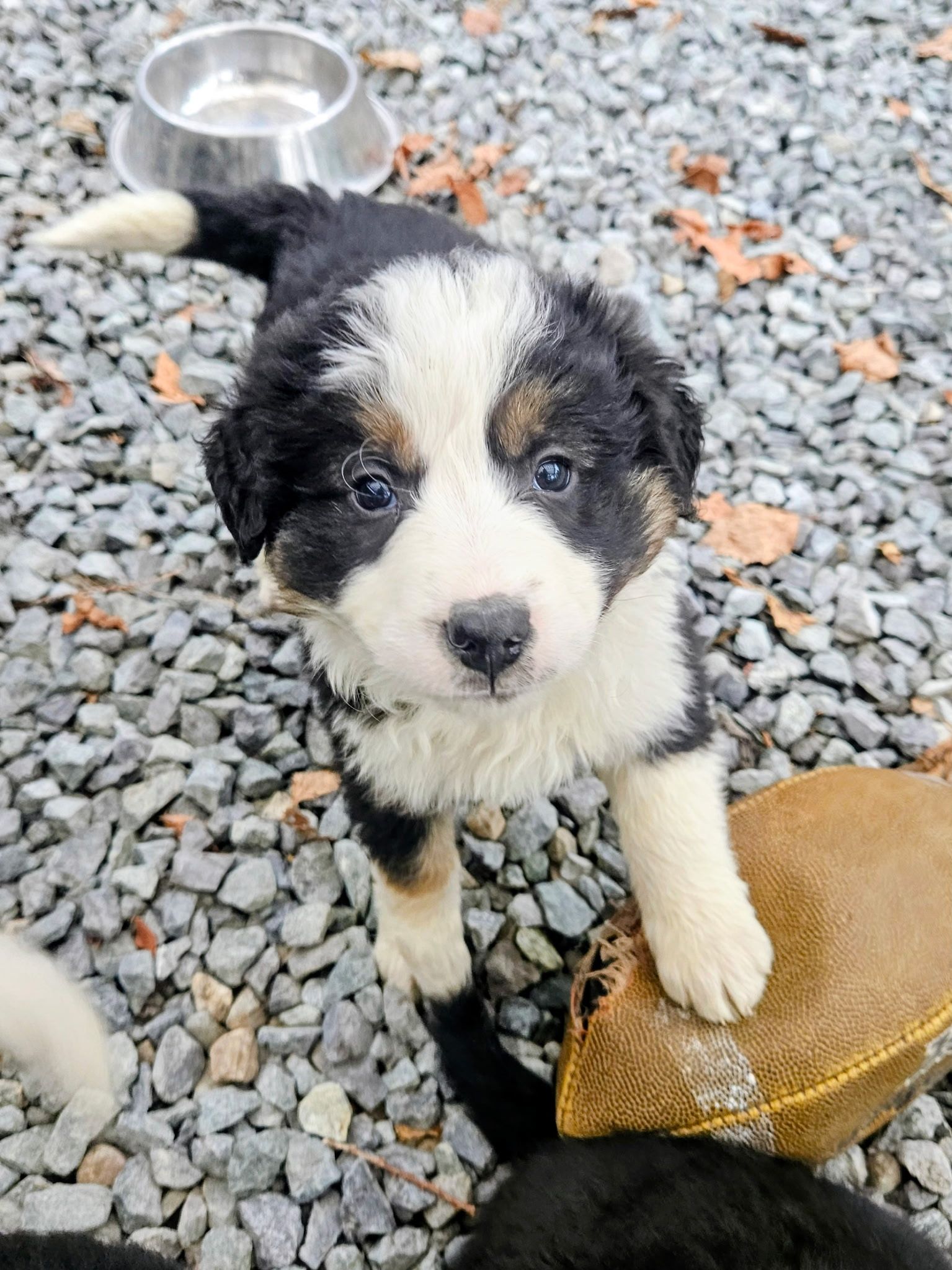 Christmas puppies Lab-Rottweiler/Border collie - 5 - 1765330173727_1000007836