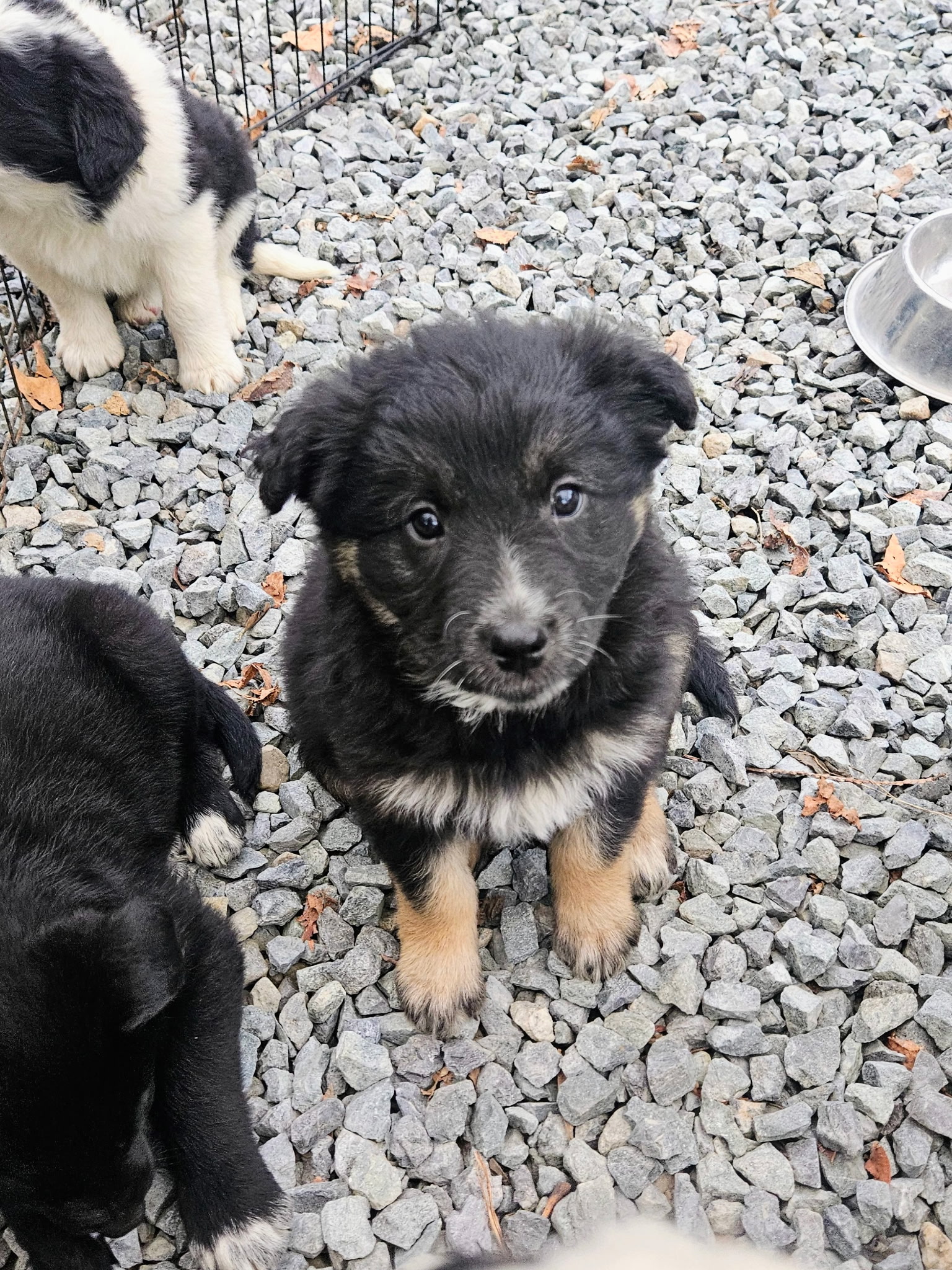 Christmas puppies Lab-Rottweiler/Border collie - 10 - 1765330173817_1000007843