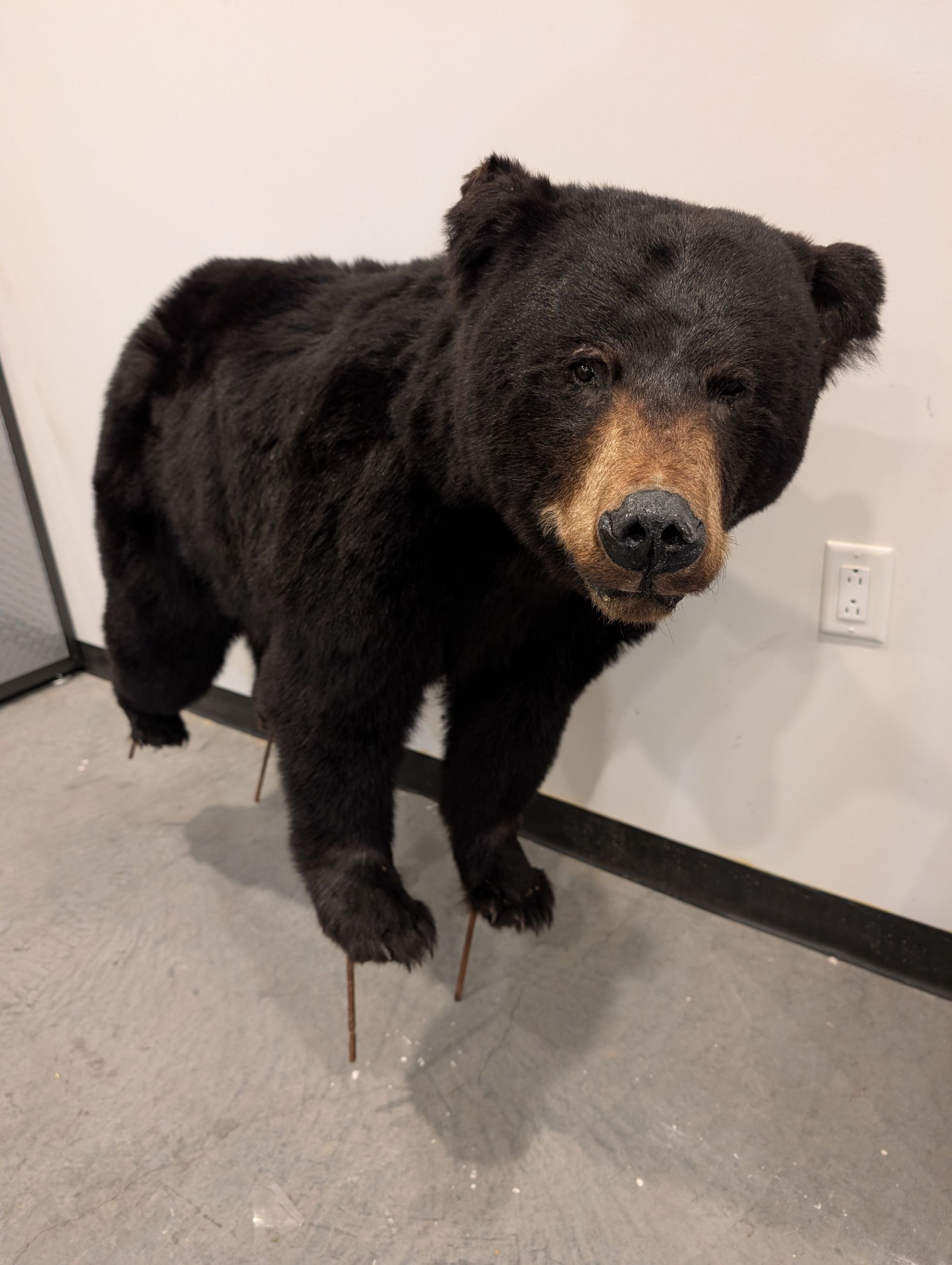 Photo of Yukon Black Bear