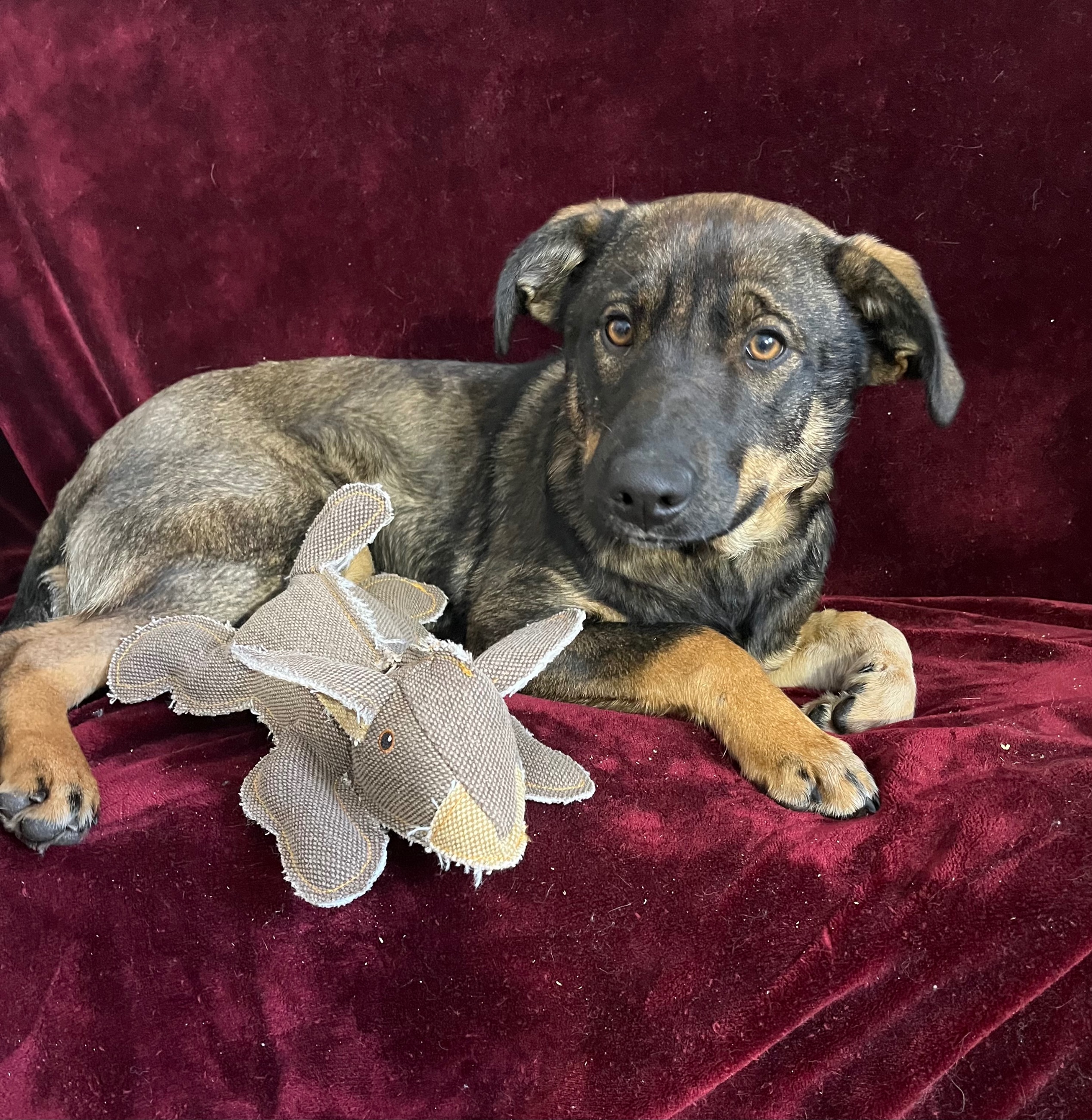 Photo of Dutch shepherd x