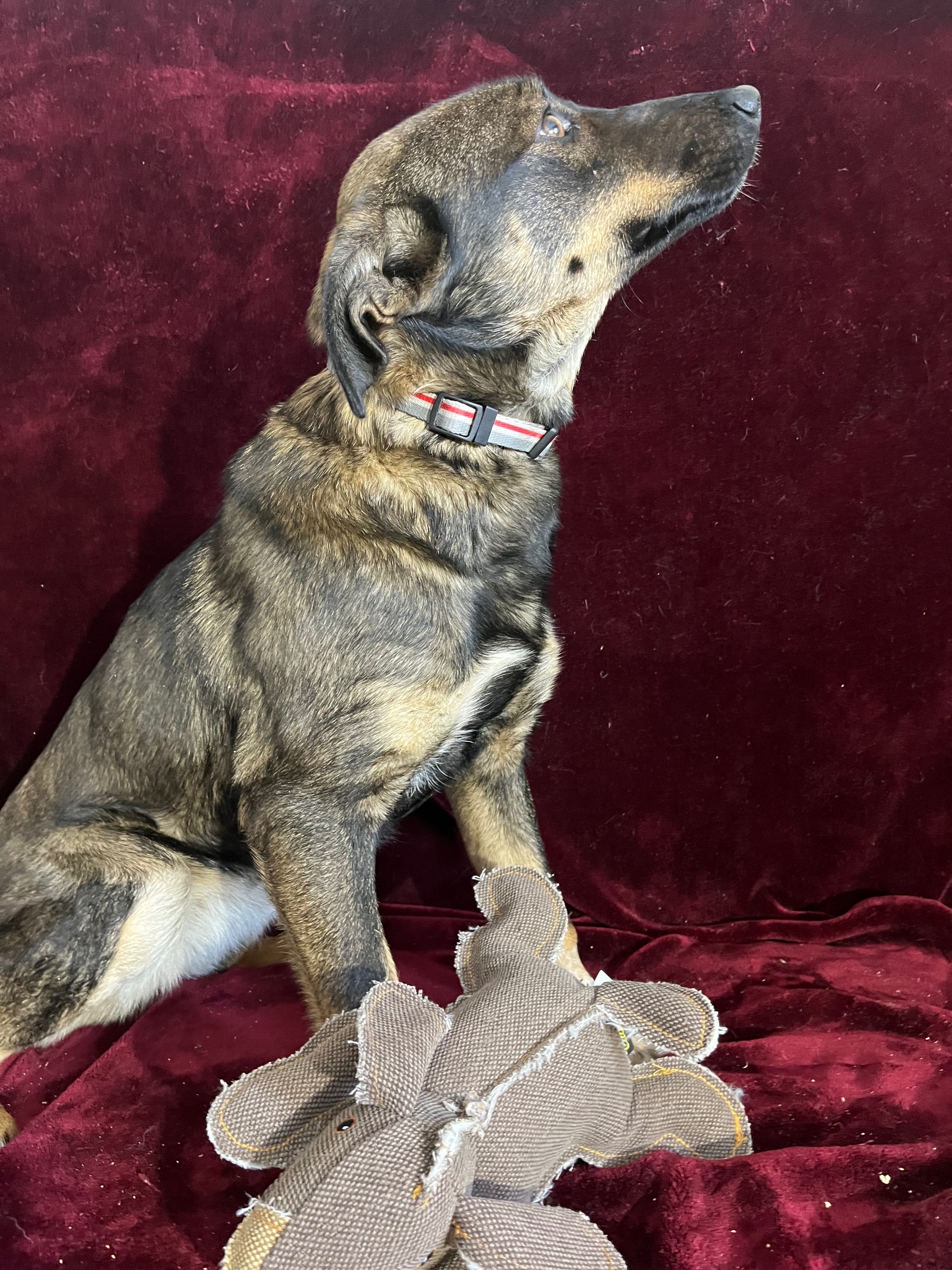 Photo of Dutch shepherd x