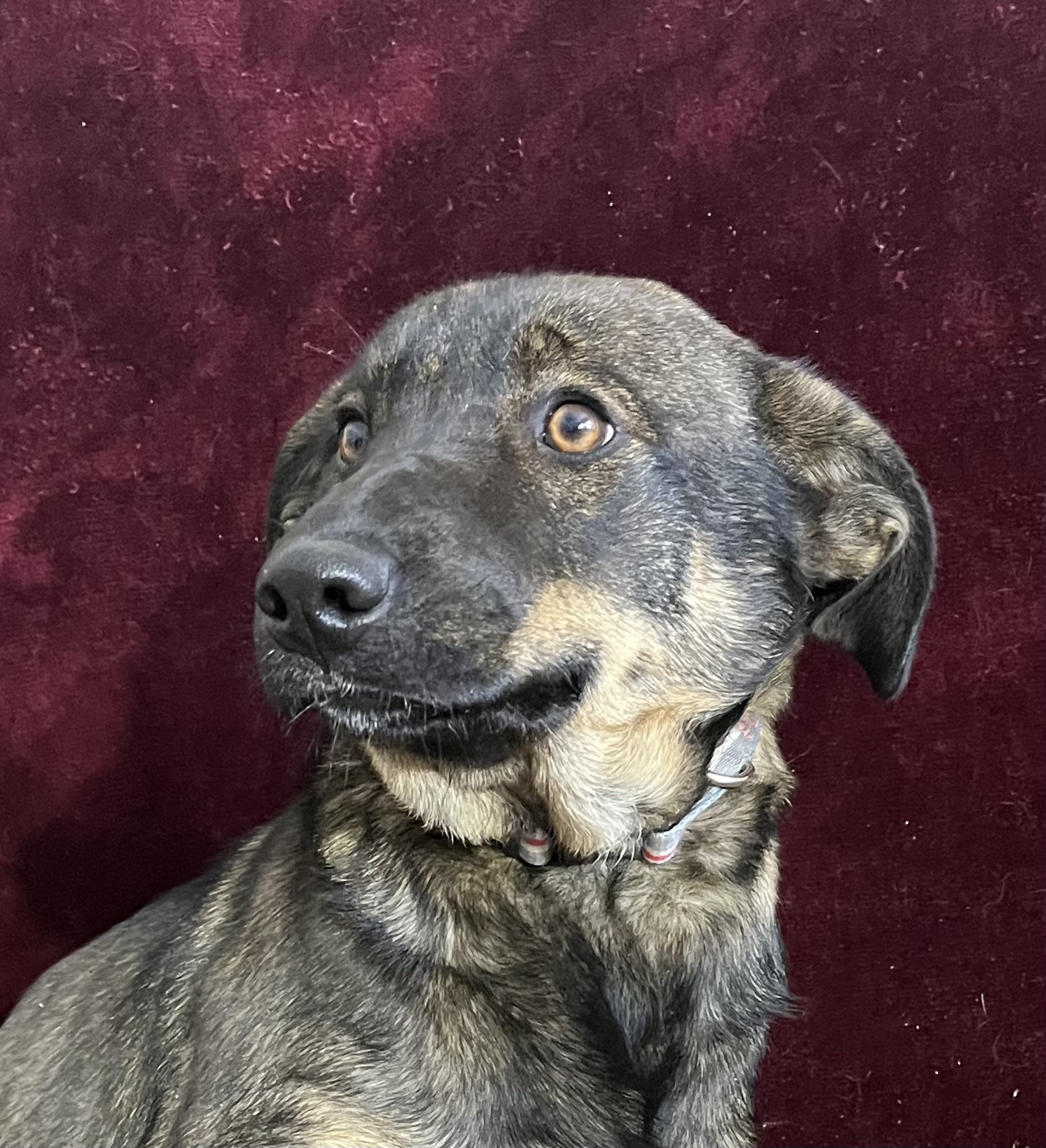 Photo of Dutch shepherd x