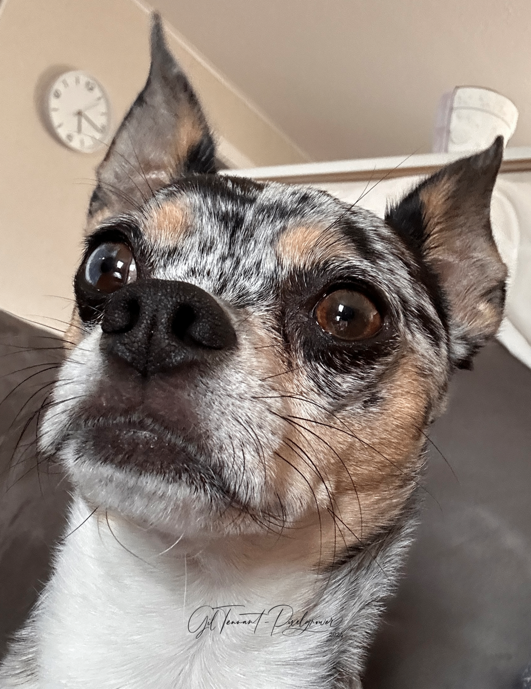 Pet sitting services in your home - 5 - 1765493053918_IMG_1740