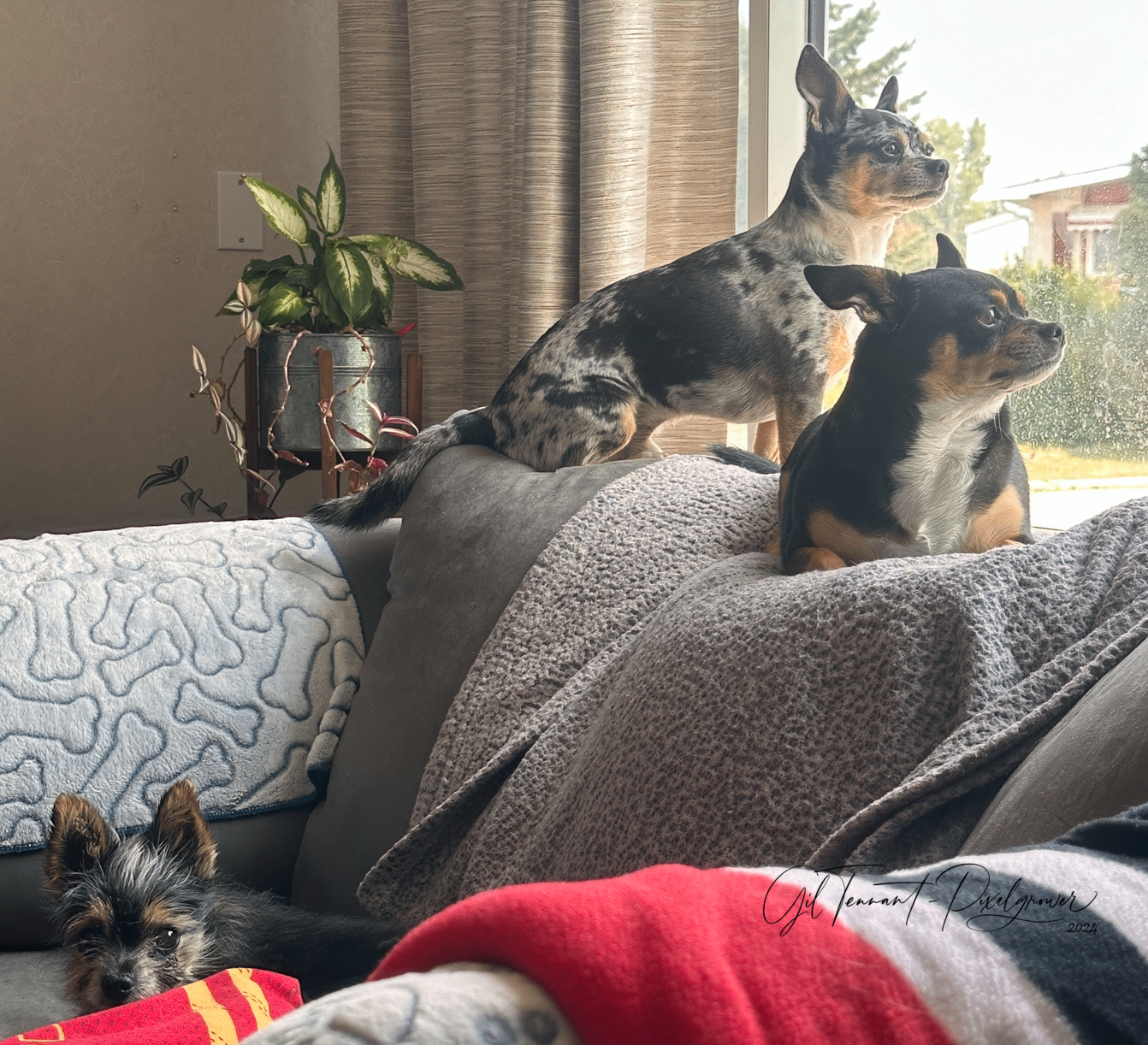 Pet sitting services in your home - 4 - 1765493054524_IMG_1686