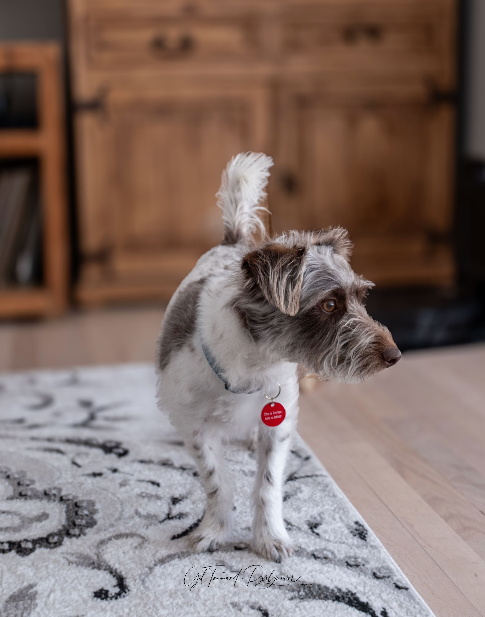 Pet sitting services in your home - 10 - 1765493154232_DSCF0257