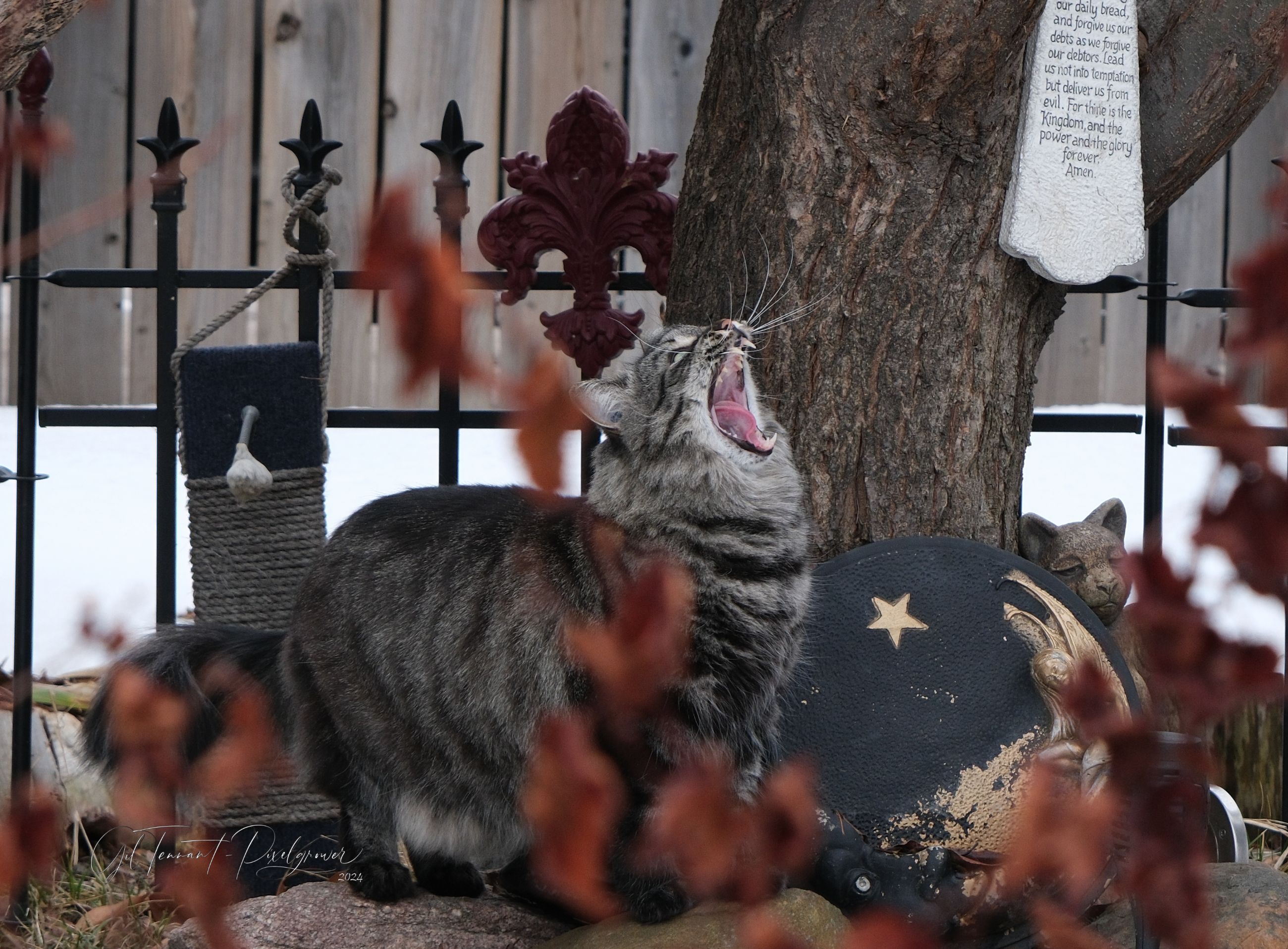 Photo of Pet sitting services in your home