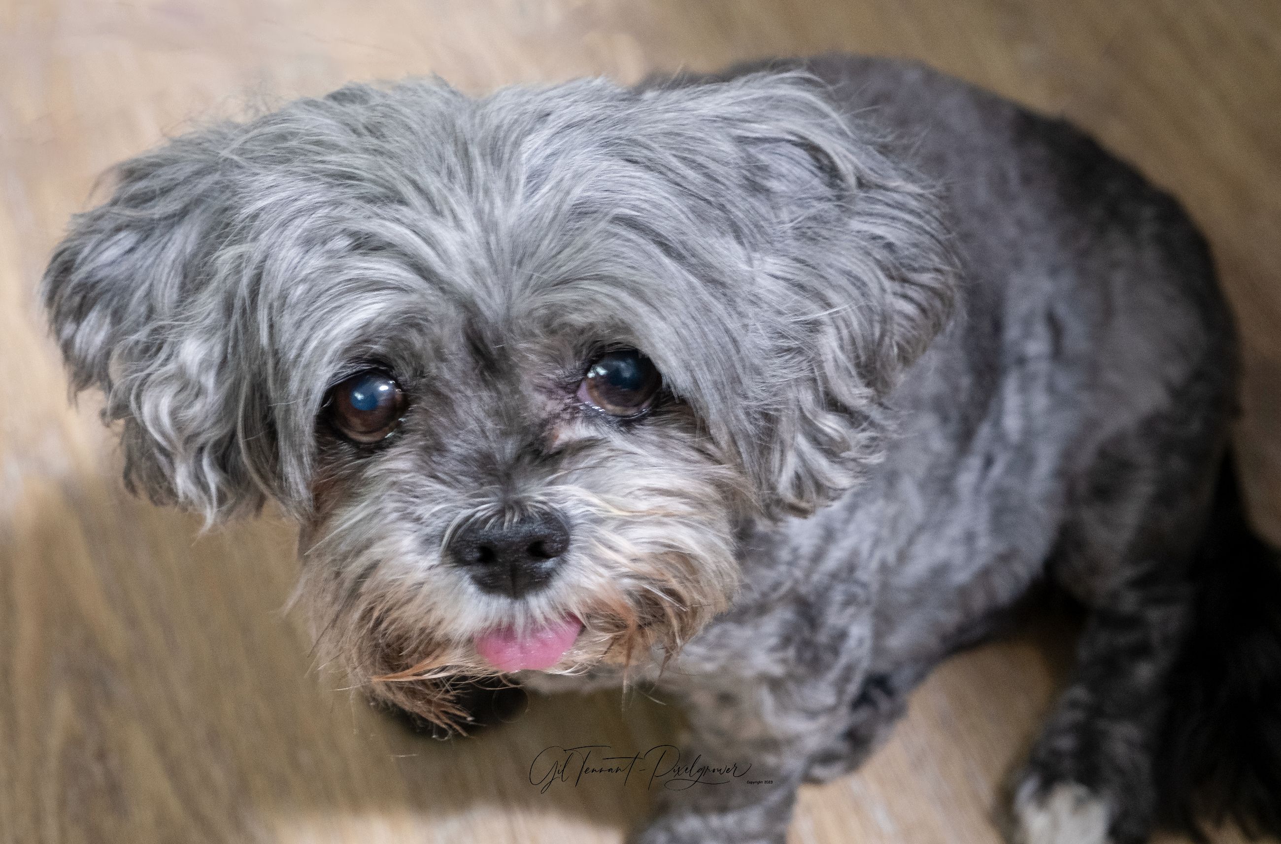 Pet sitting services in your home - 3 - 1765493154917_DSCF1097-Edit