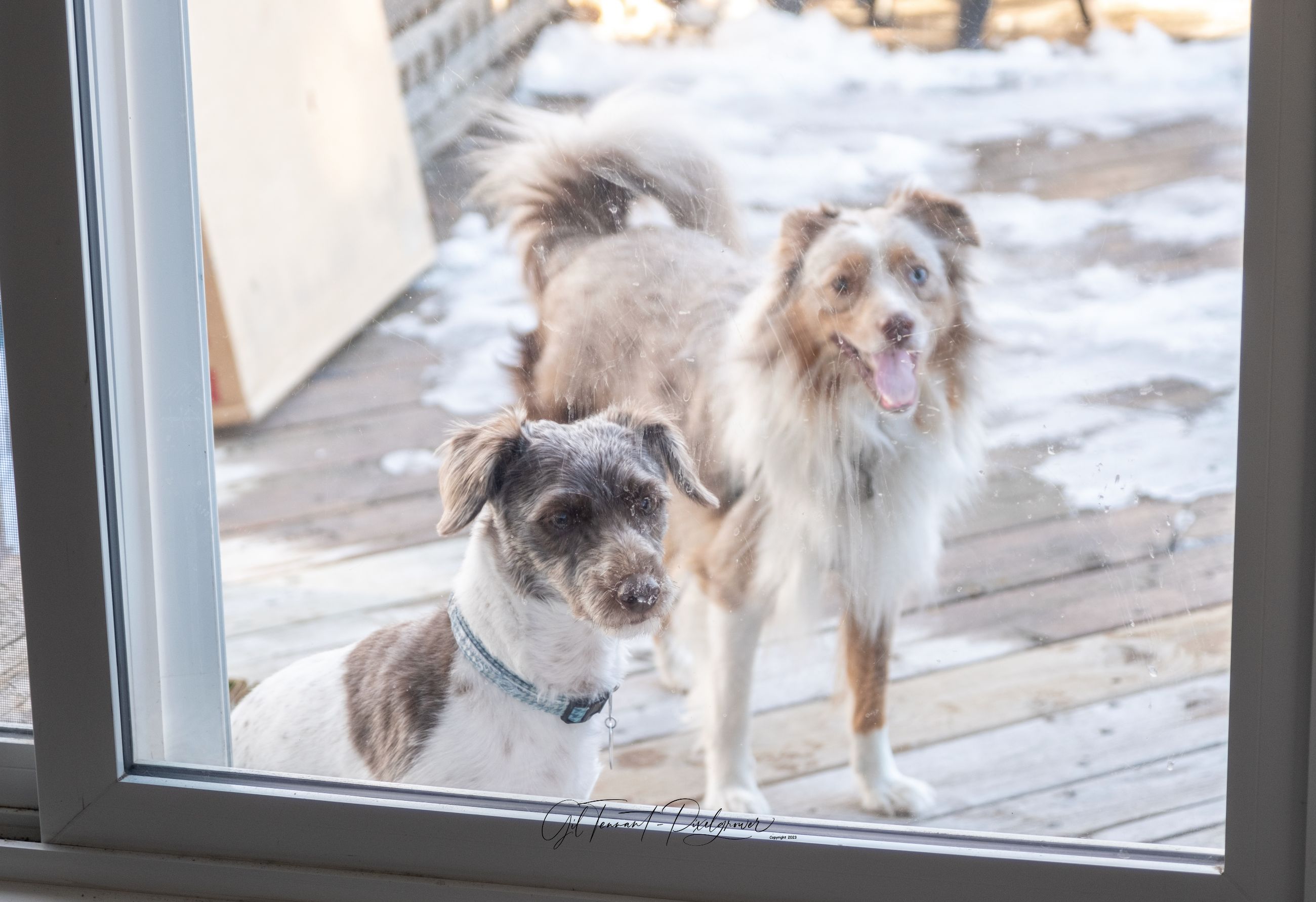 Pet sitting services in your home - 12 - 1765493154922_DSCF1929