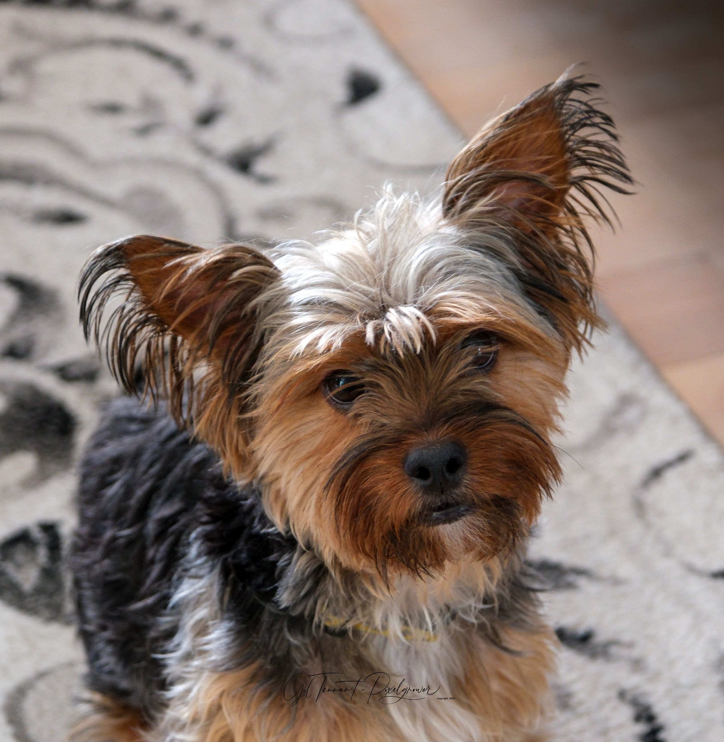 Pet sitting services in your home - 2 - 1765493155067_DSCF1077-Edit