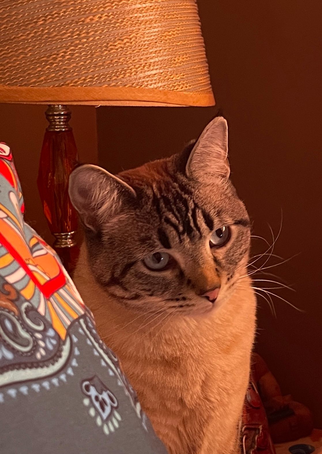 Pet sitting services in your home - 11 - 1765493241835_IMG_0317