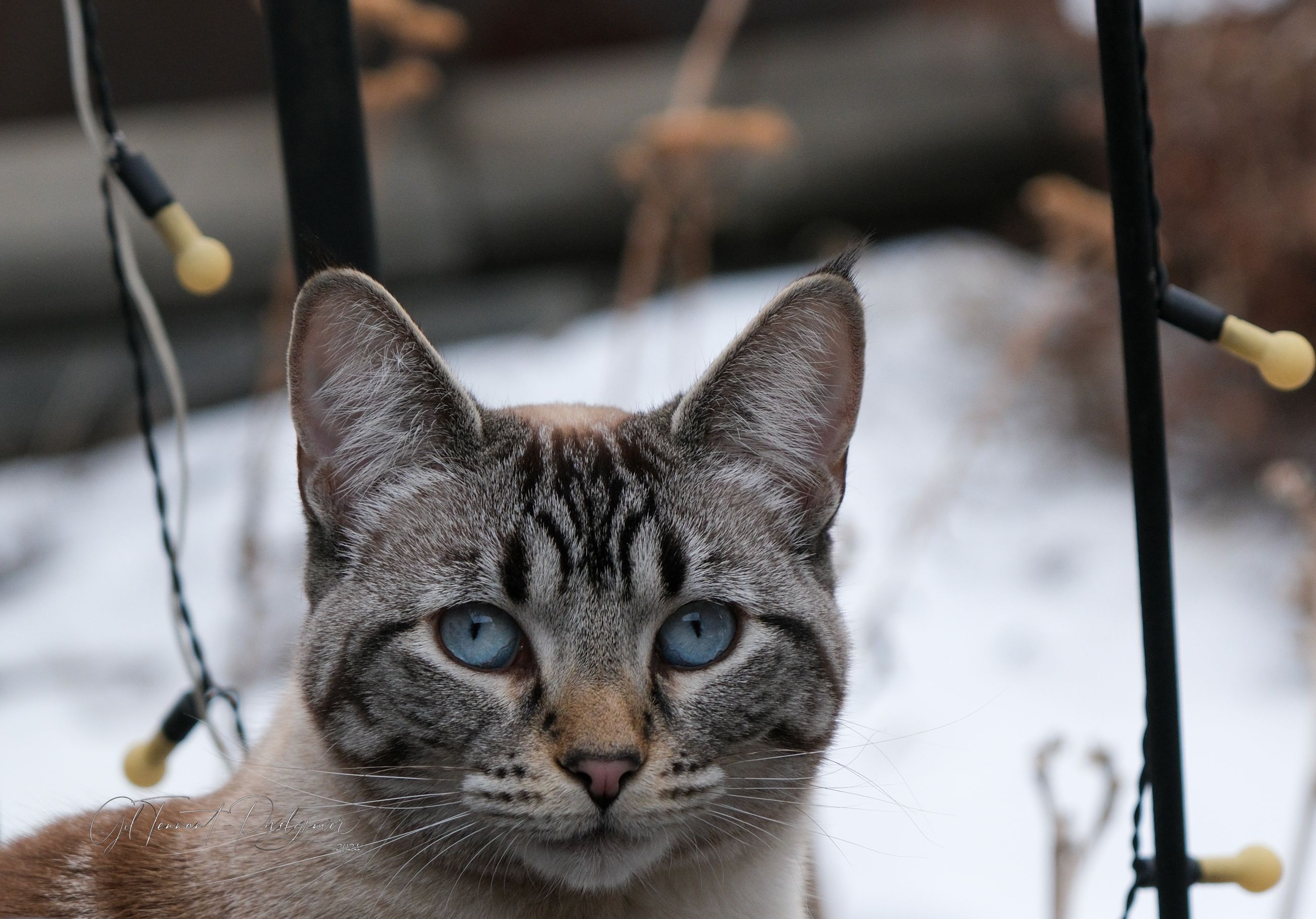 Pet sitting services in your home - 6 - 1765493241840_DSCF2102