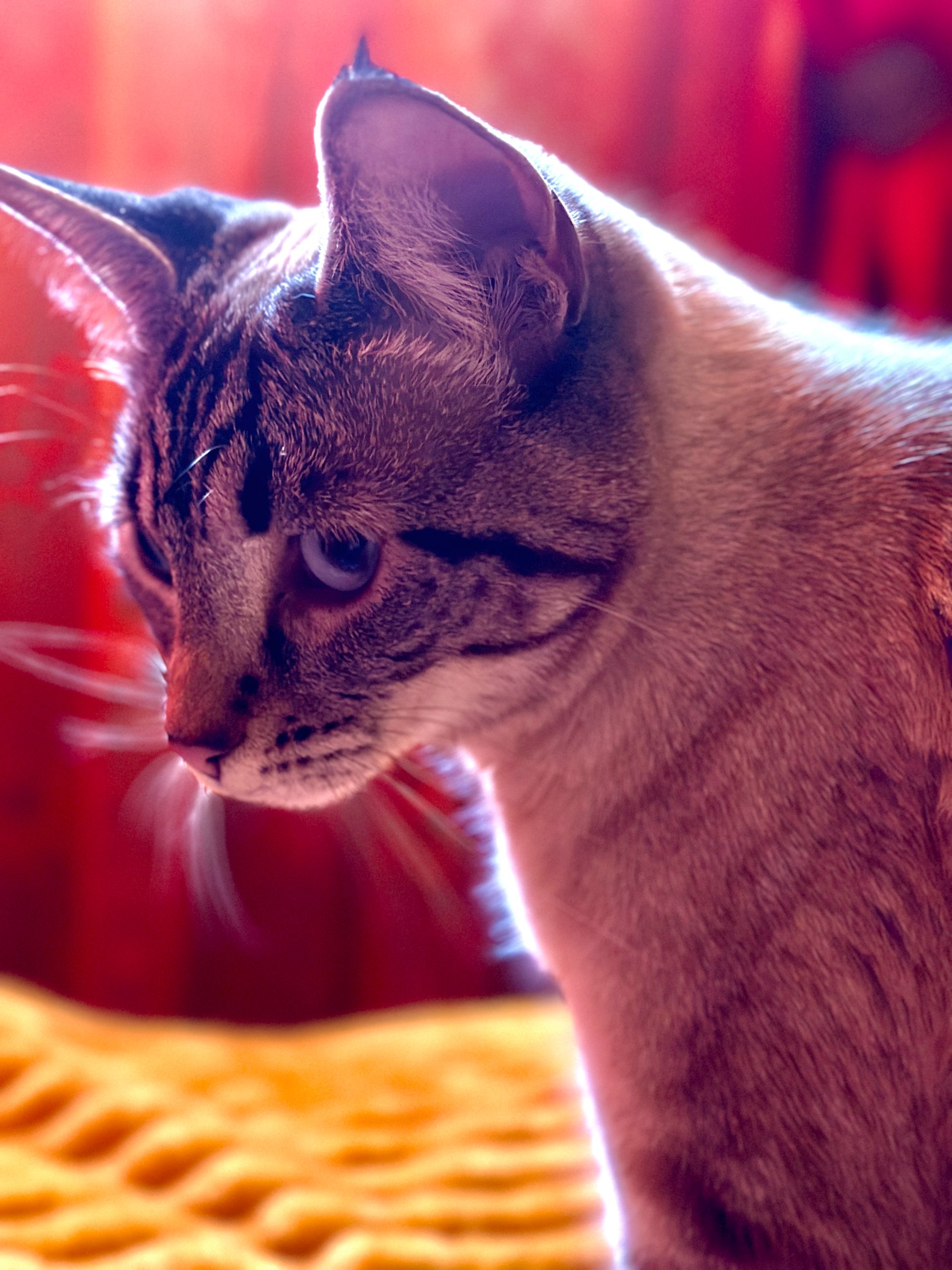 Pet sitting services in your home - 9 - 1765493241844_IMG_1642