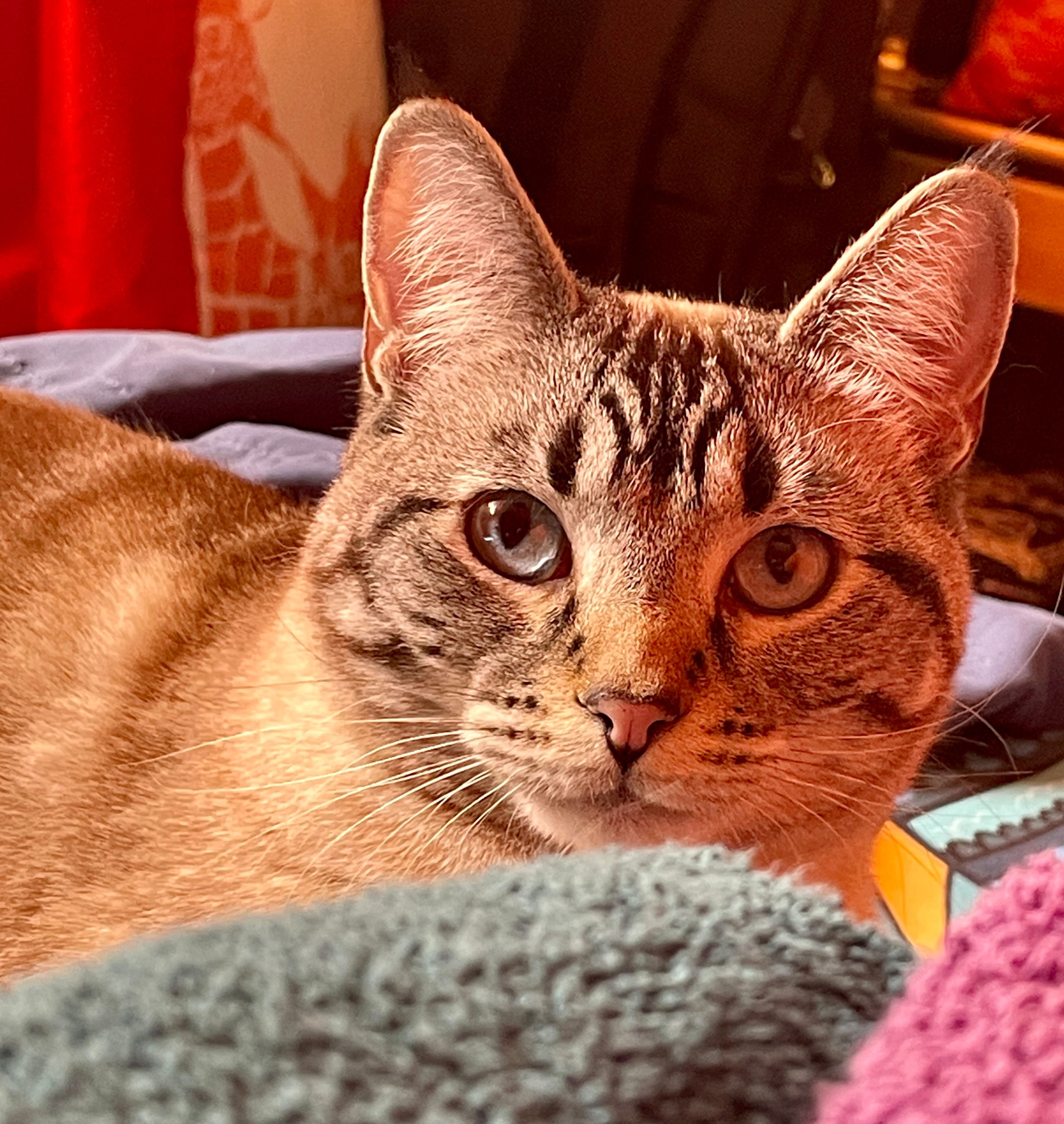 Pet sitting services in your home - 8 - 1765493241931_IMG_0326