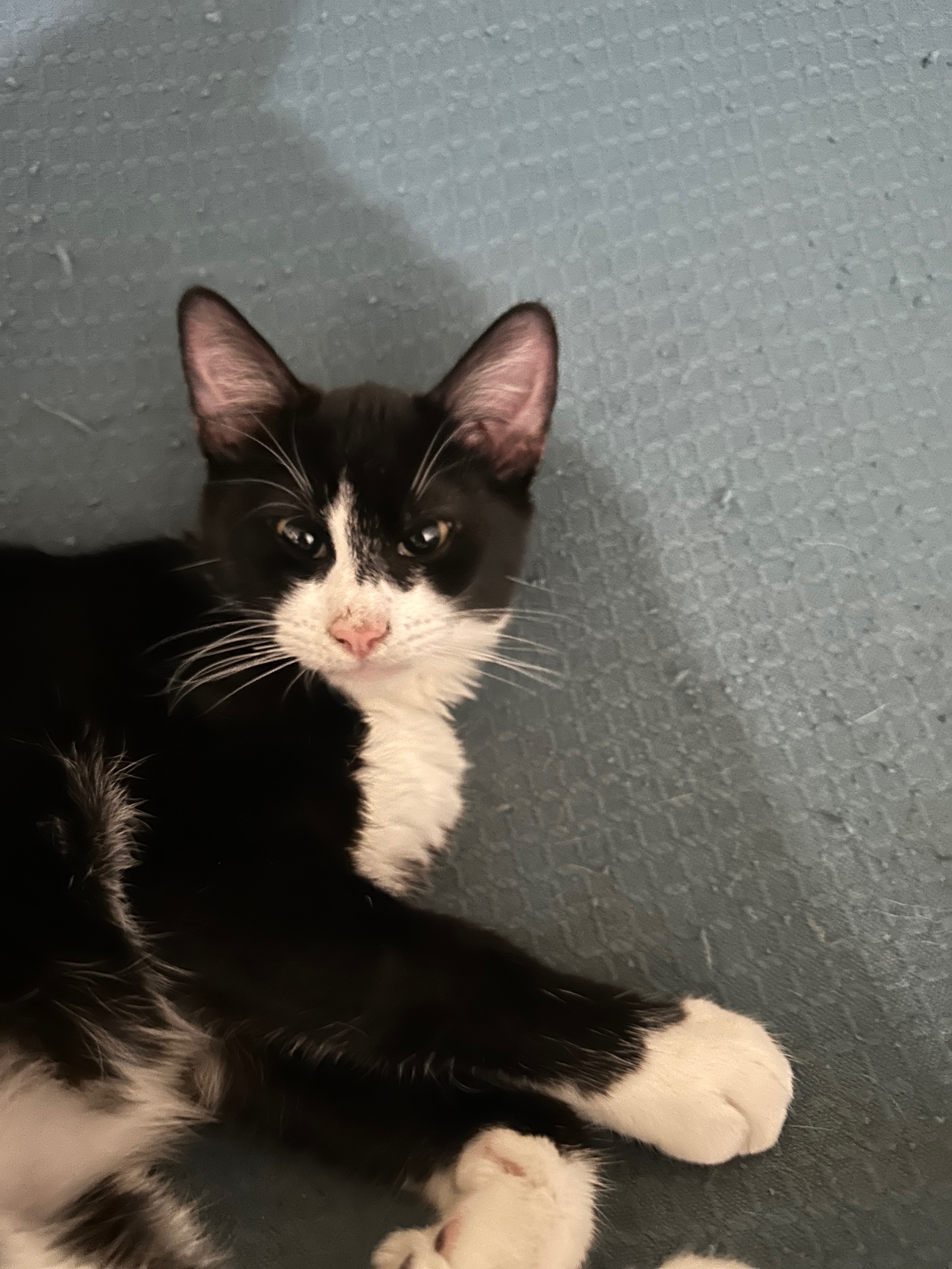 Photo of 4Months Old female kiiten