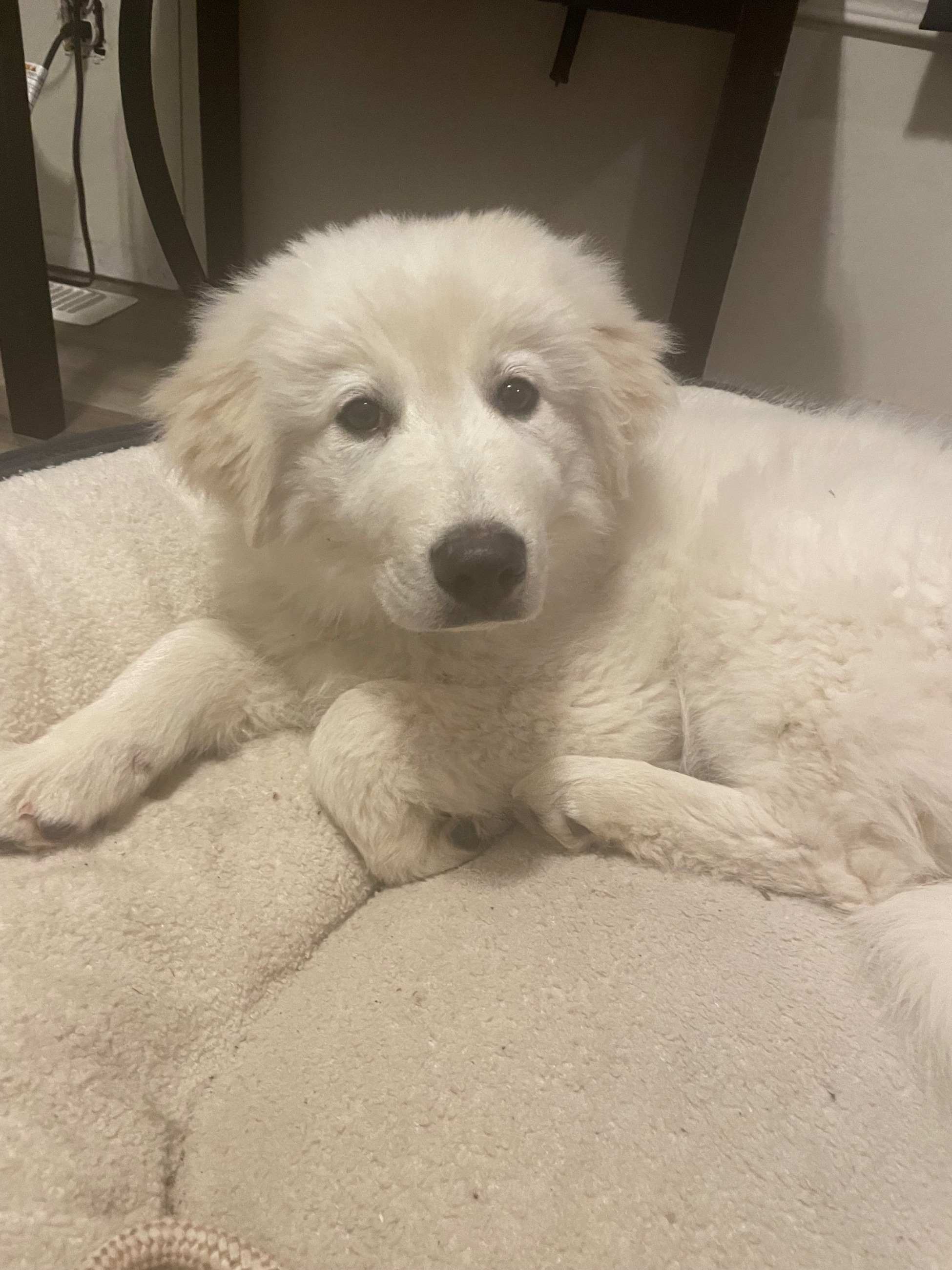 Photo of Great Pyrenees/Maremma puppy