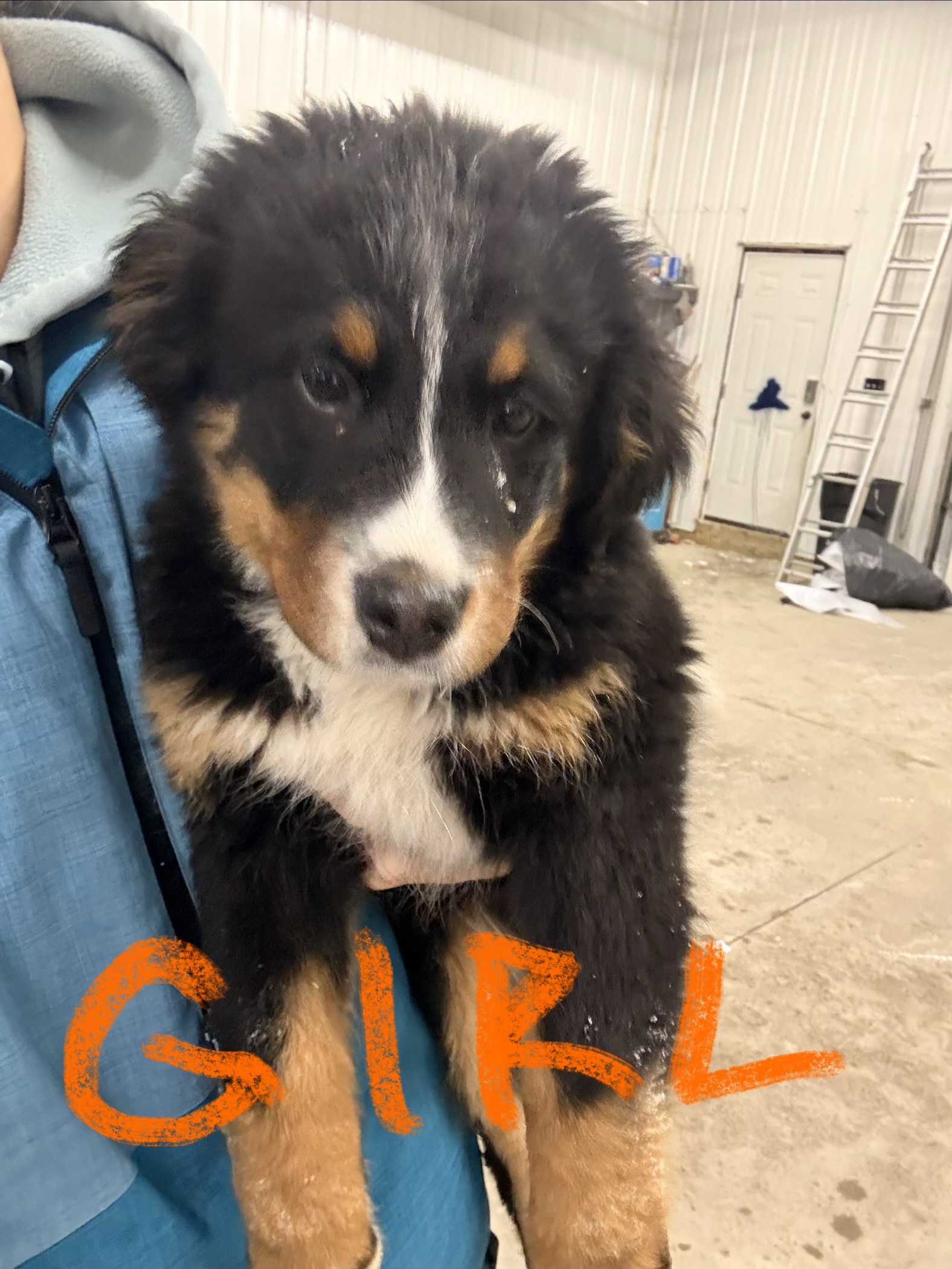 Bernese Mountain Dog Puppies - 4 - 1765551988365_IMG_2778