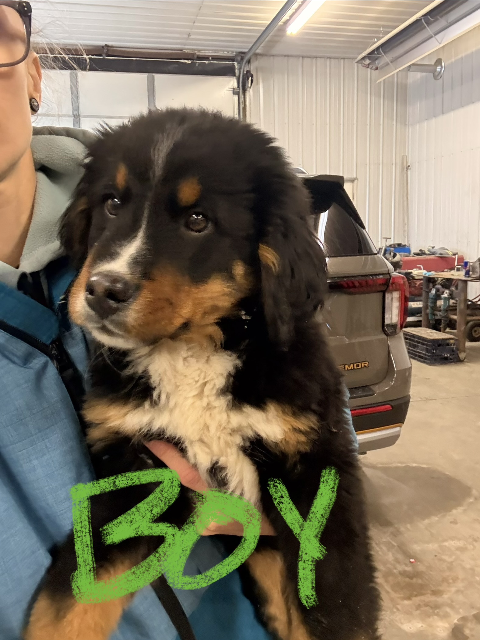 Photo of Bernese Mountain Dog Puppies