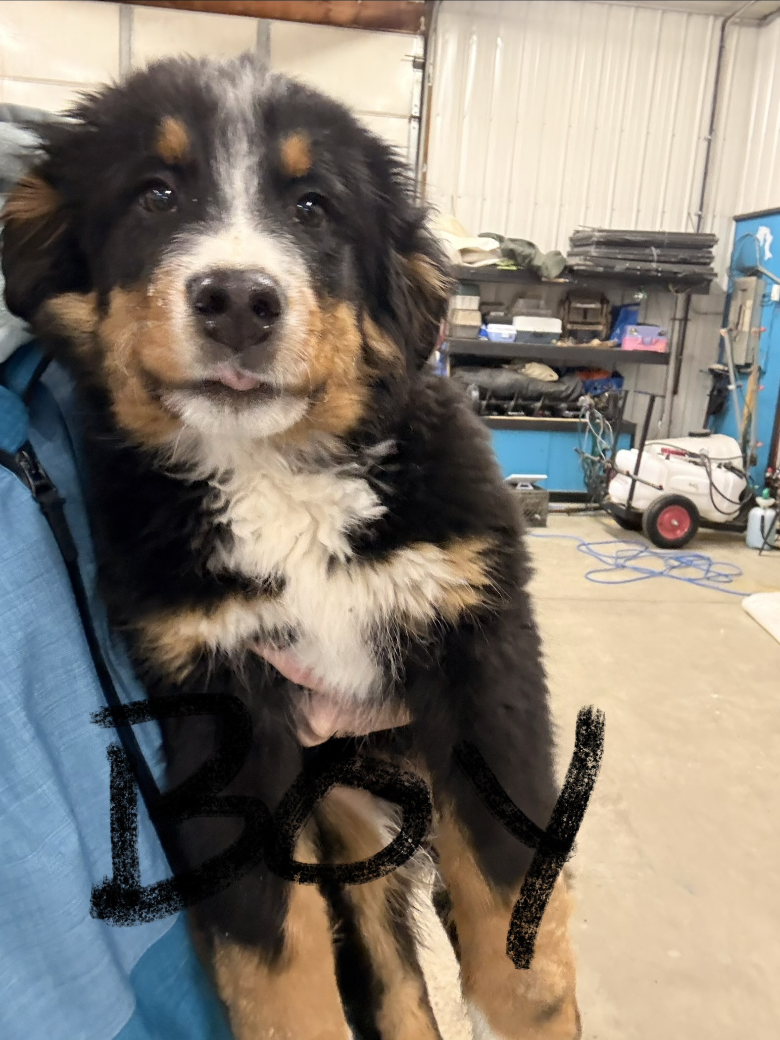 Bernese Mountain Dog Puppies - 3 - 1765551988405_IMG_2781