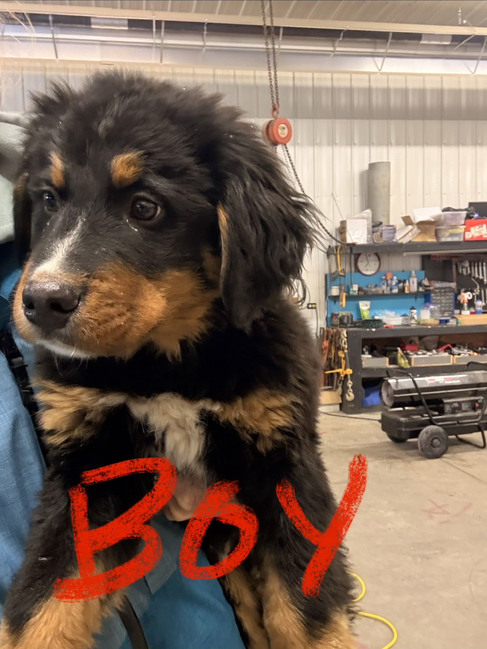 Bernese Mountain Dog Puppies - 2 - 1765551988427_IMG_2782