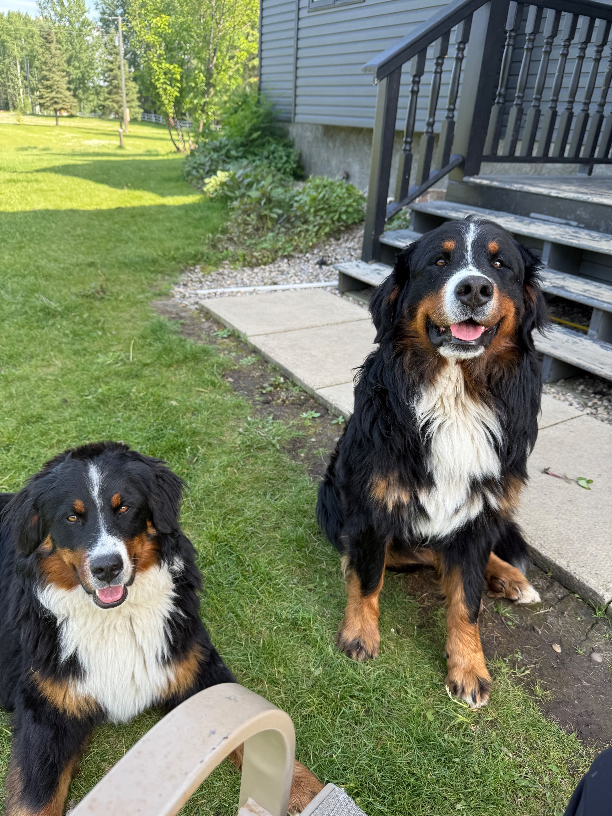 Bernese Mountain Dog Puppies - 5 - 1765552025882_IMG_9663