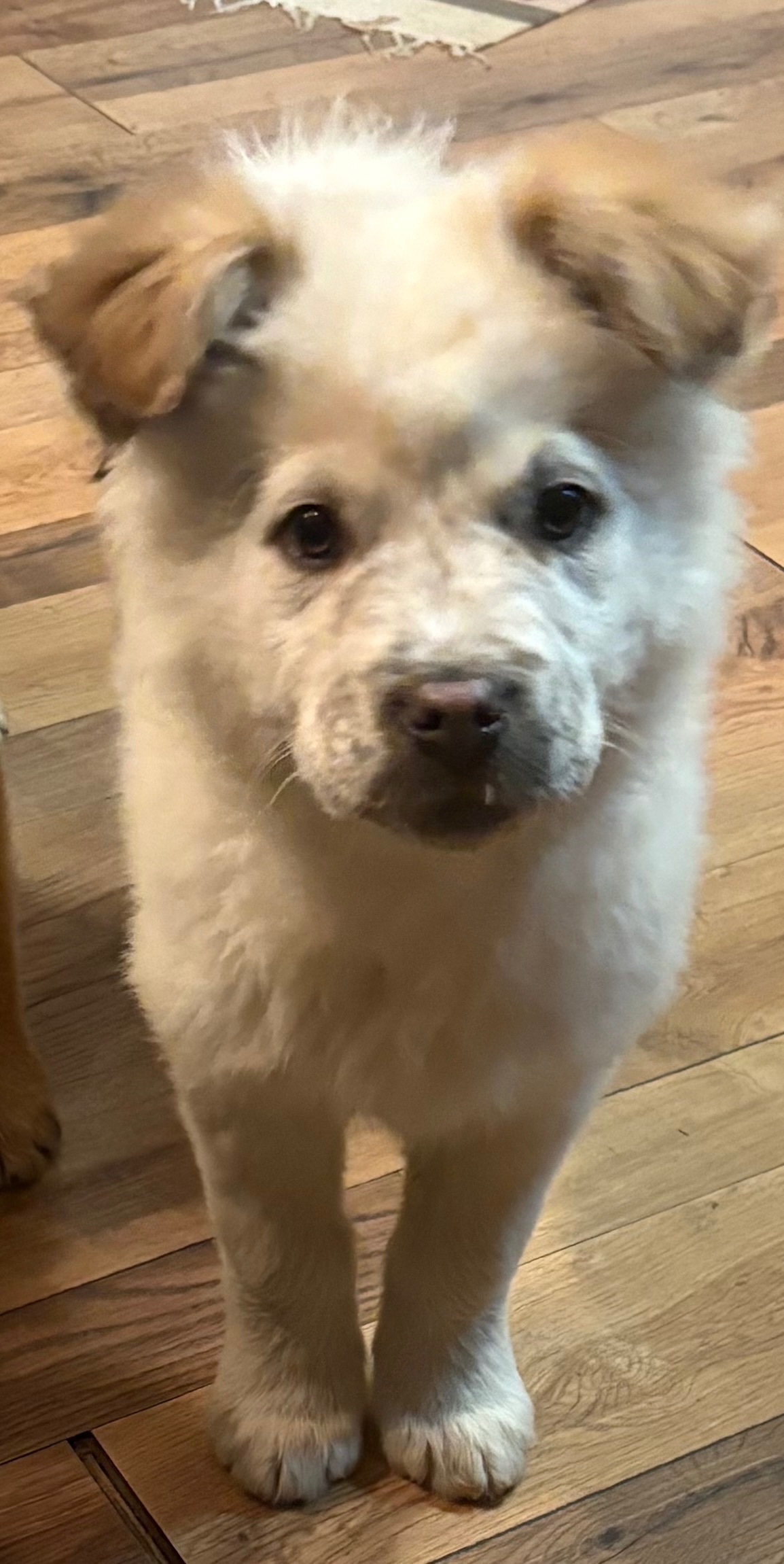 Photo of Guardian Pup for Xmas!!