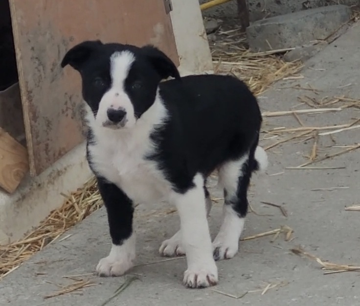 Border collie puppies  - 2 - 1765575581176_Screenshot_20251212_110255_Gallery