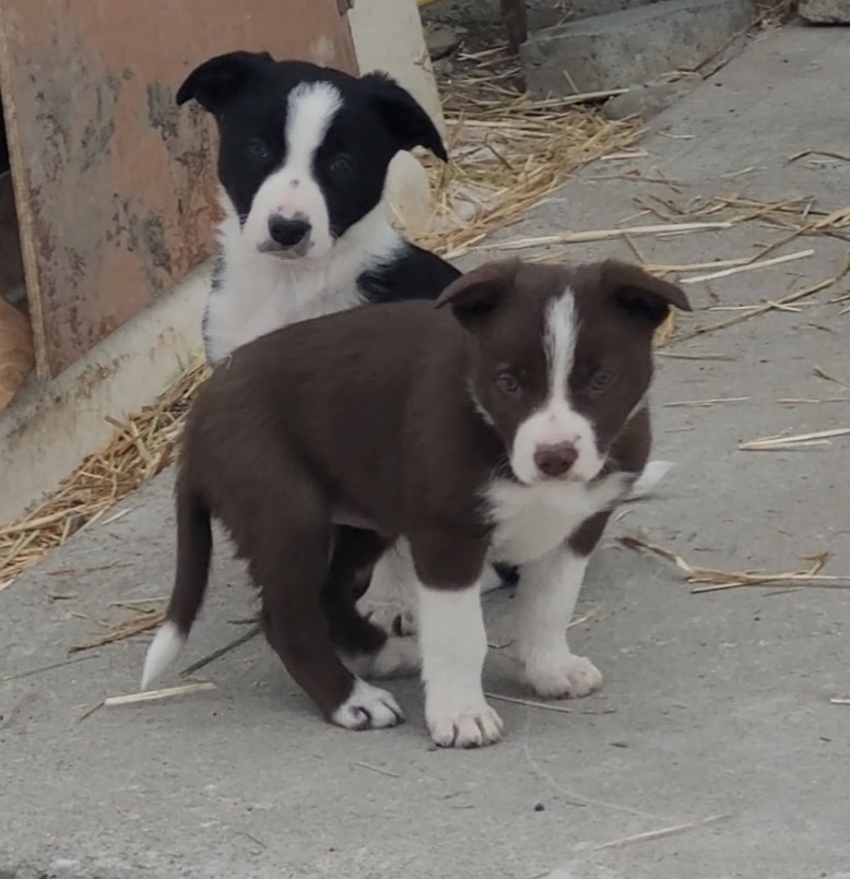 Border collie puppies  - 4 - 1765575581177_Screenshot_20251212_110307_Gallery