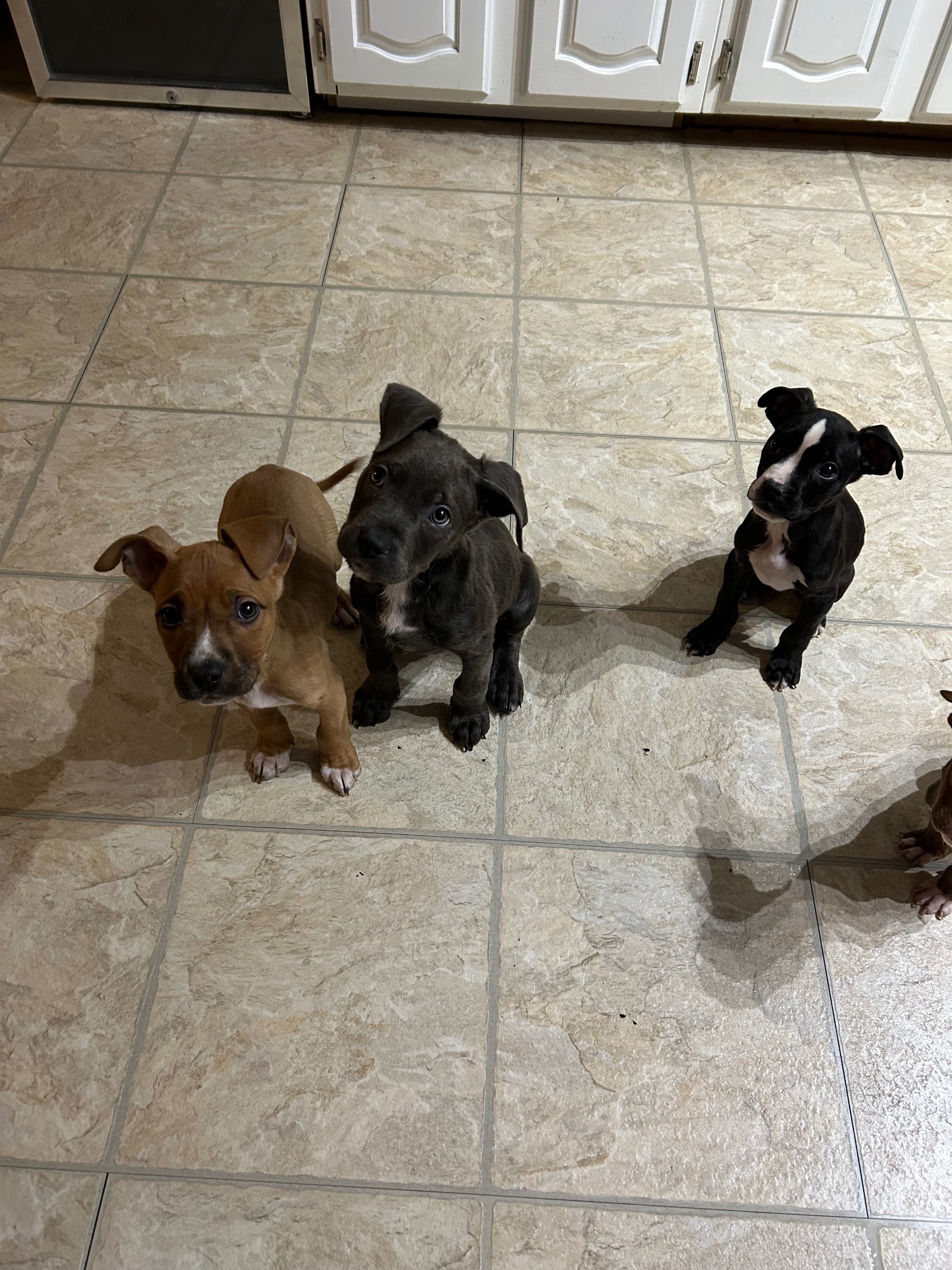 Photo of Puppies to be rehomed