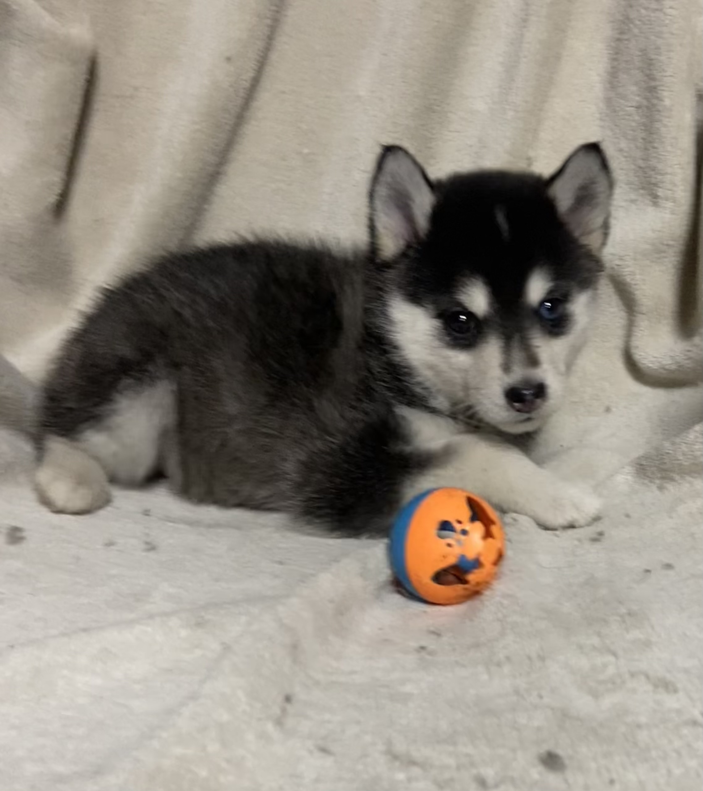 Photo of Pomsky pups