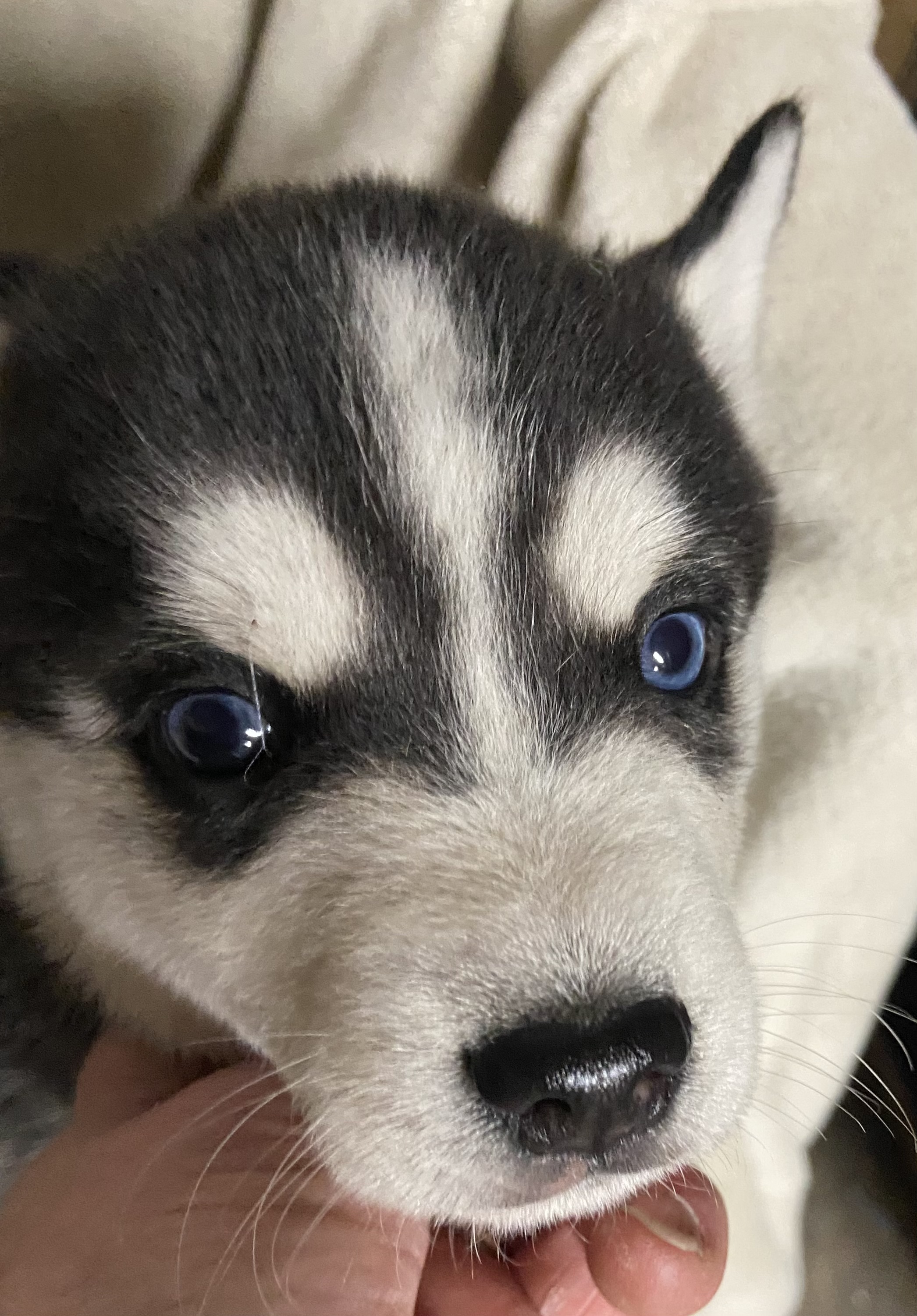 Pomsky pups - 6 - 1765639195384_IMG_5208