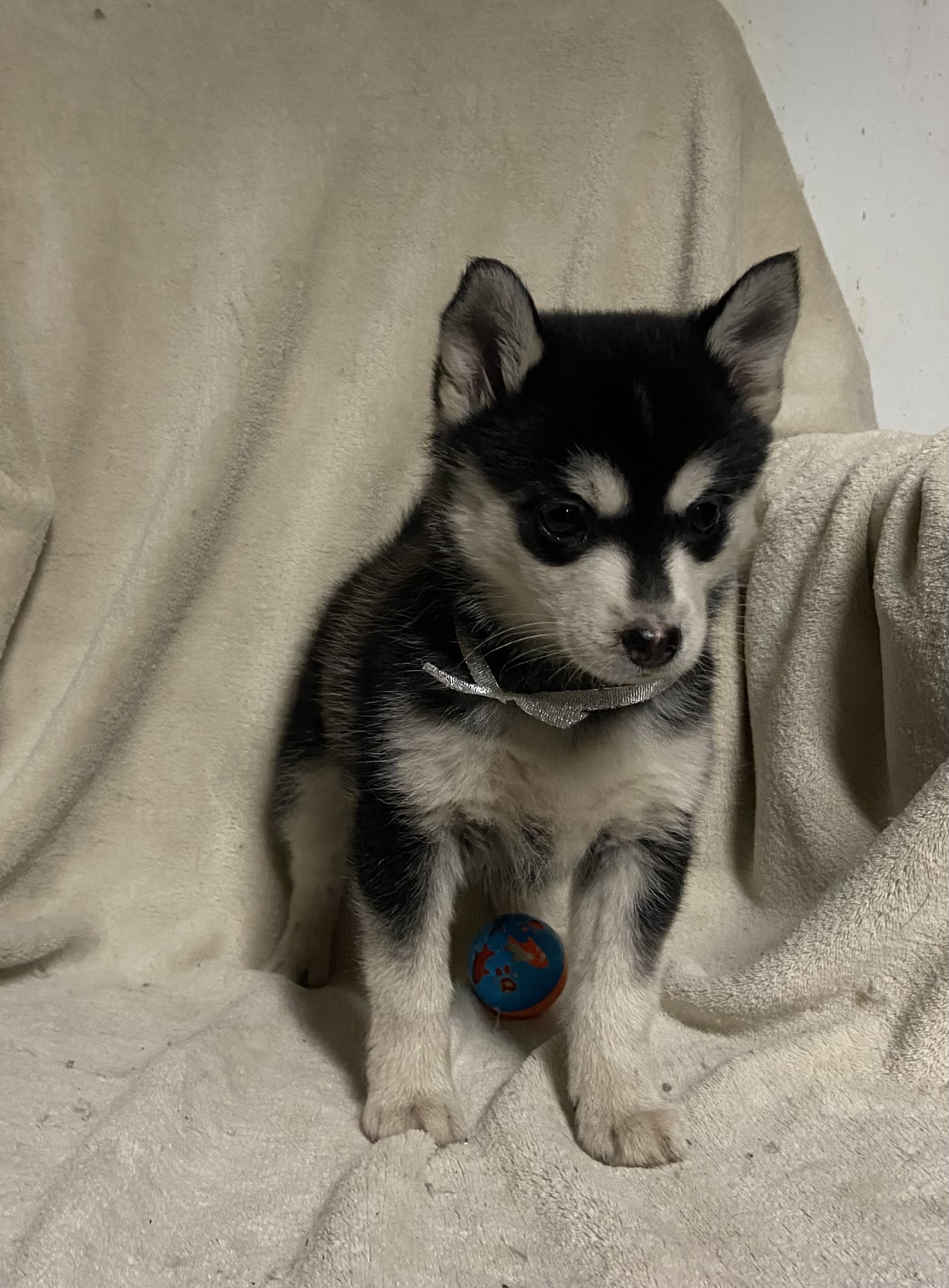 Pomsky pups - 3 - 1765639195430_IMG_5223