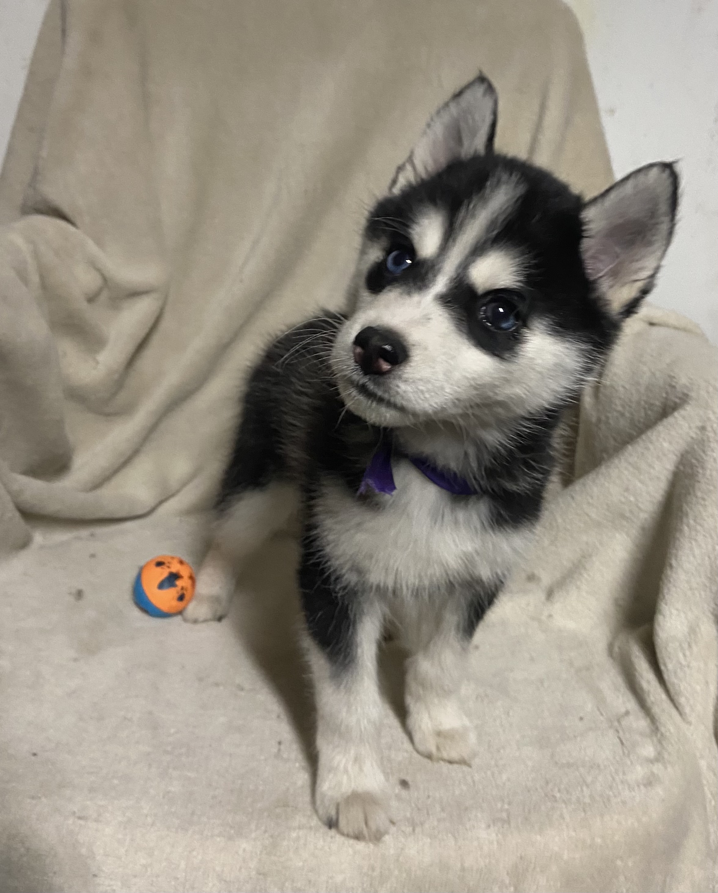 Pomsky pups - 5 - 1765639195479_IMG_5212