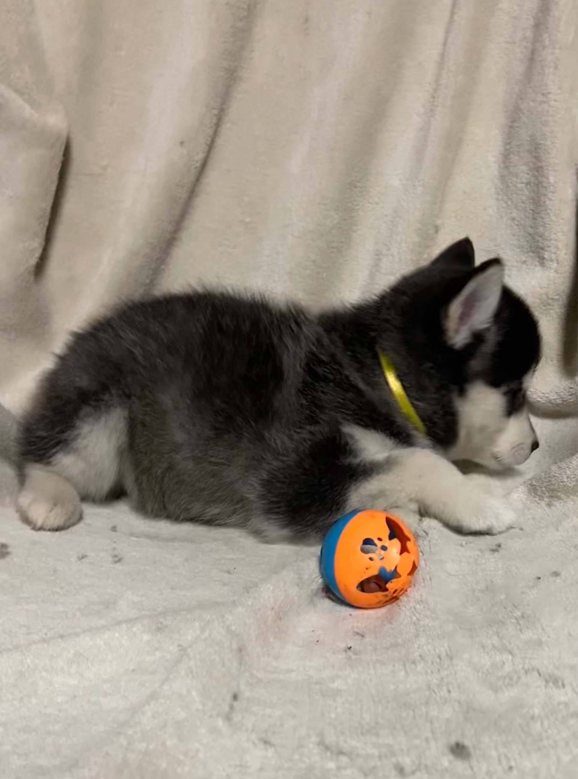 Pomsky pups - 2 - 1765639195517_IMG_5226