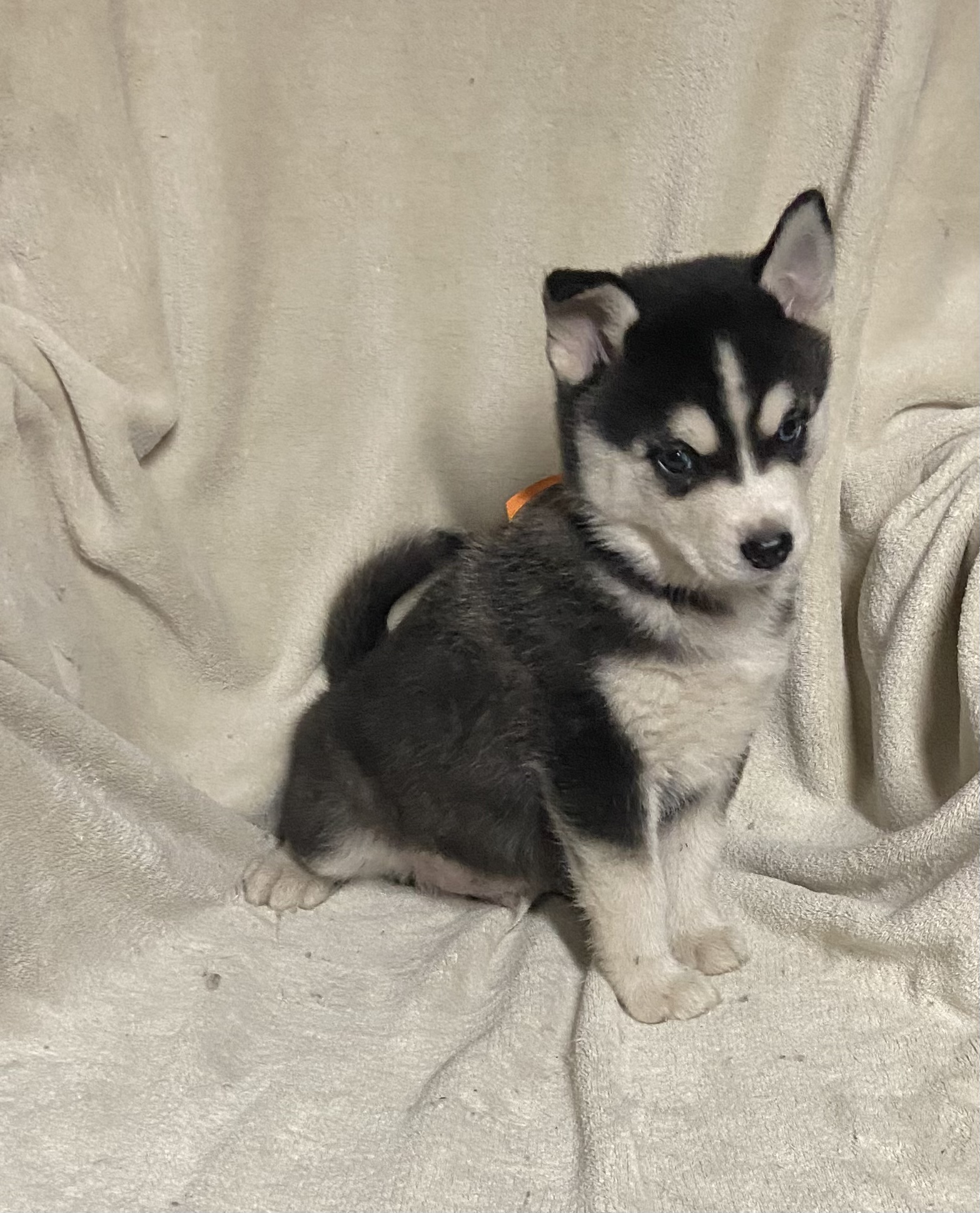 Pomsky pups - 8 - 1765639195547_IMG_5203