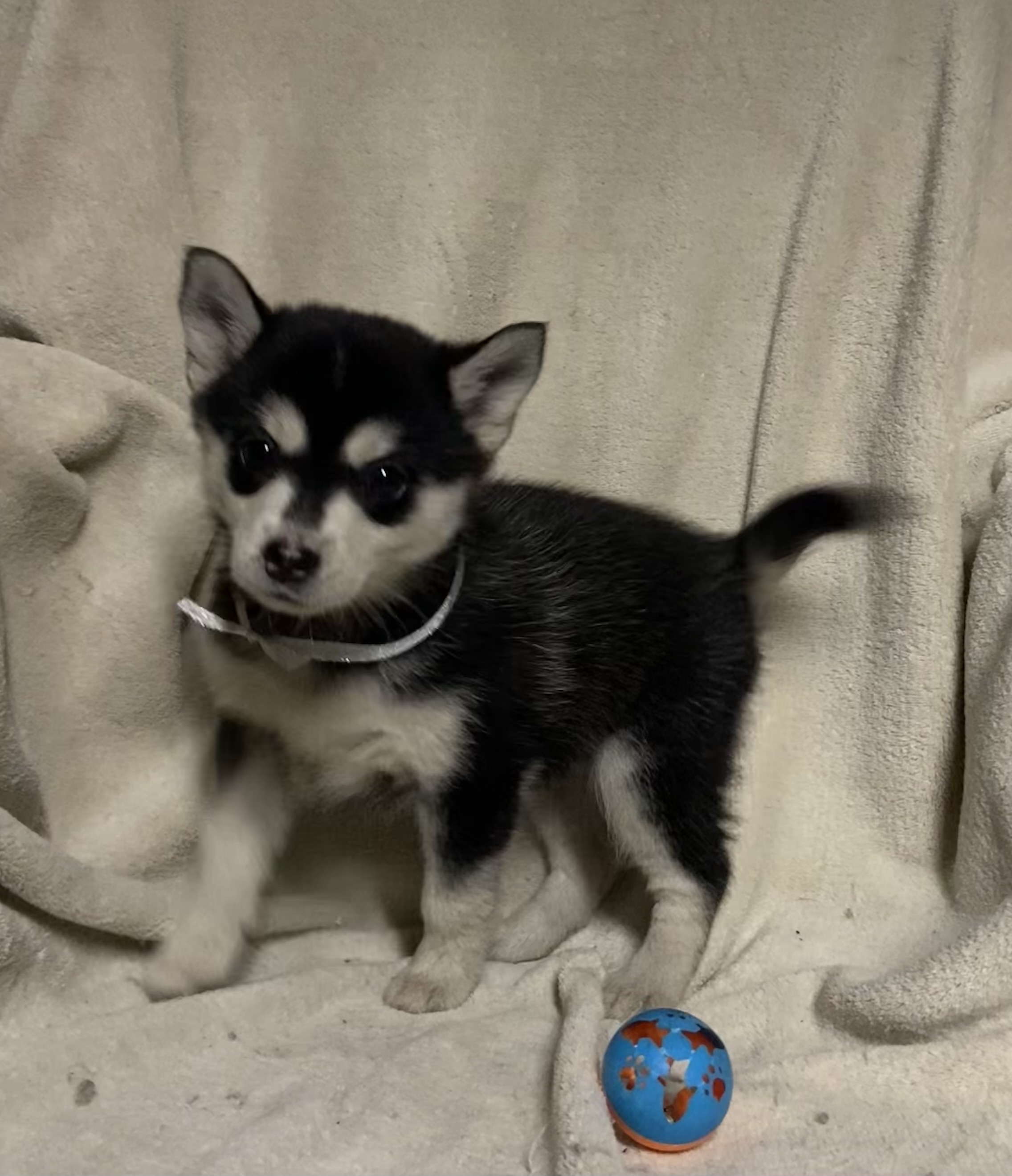 Pomsky pups - 4 - 1765639195653_IMG_5219