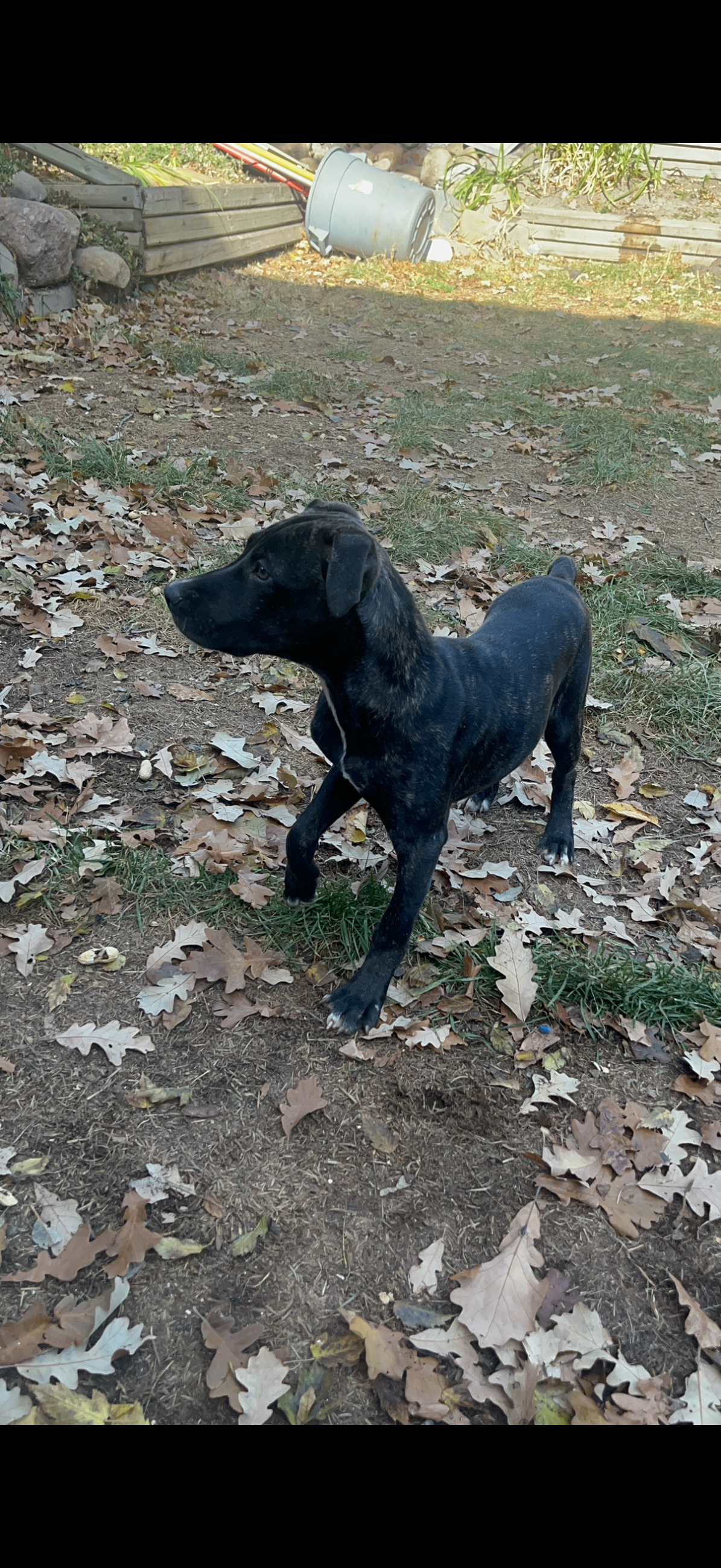 Photo of 6 month old pup