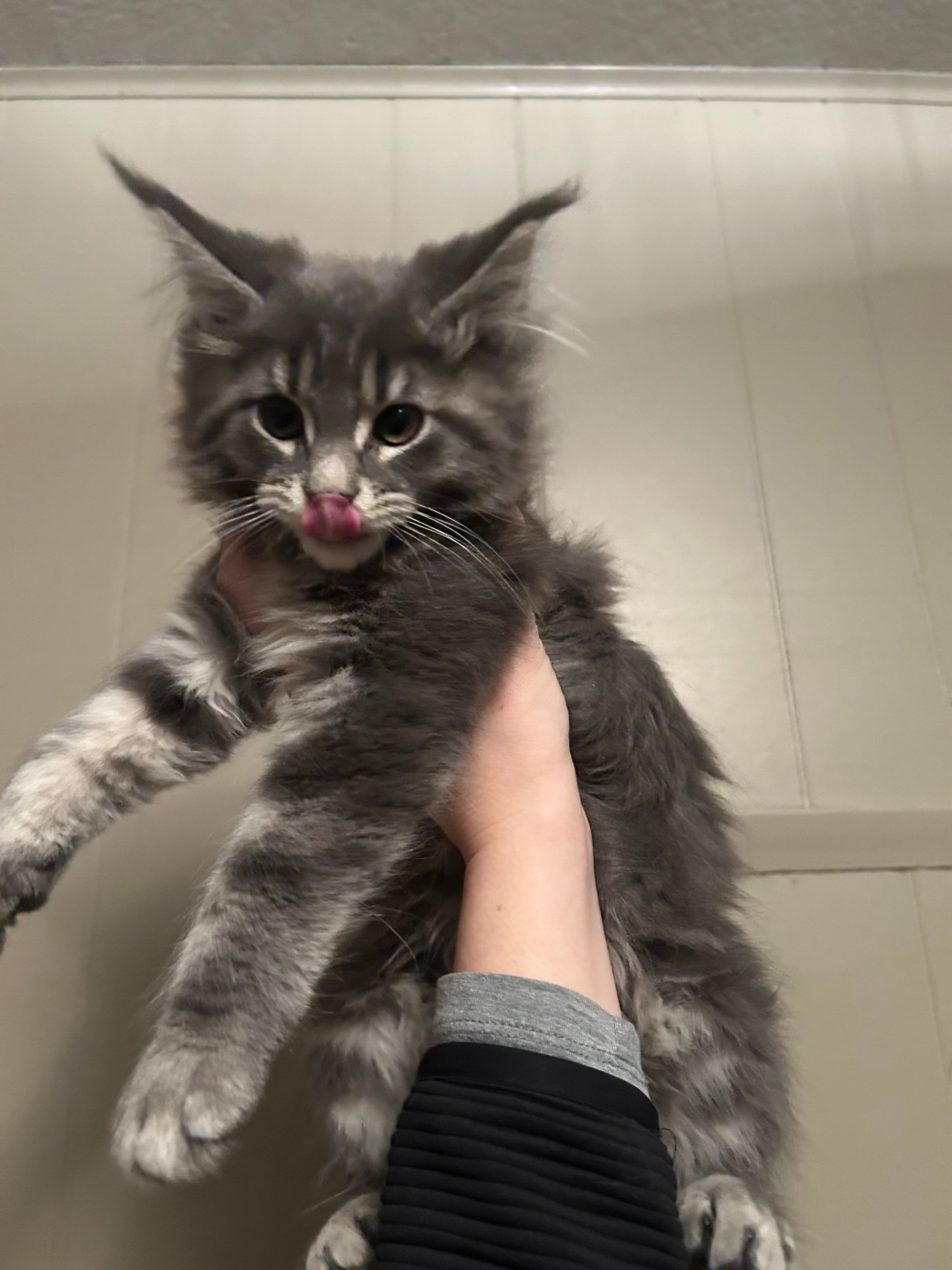 TICA Registered Purebred Maine Coon Kittens Ready for Christmass - 3 - 1765811702031_IMG_0089