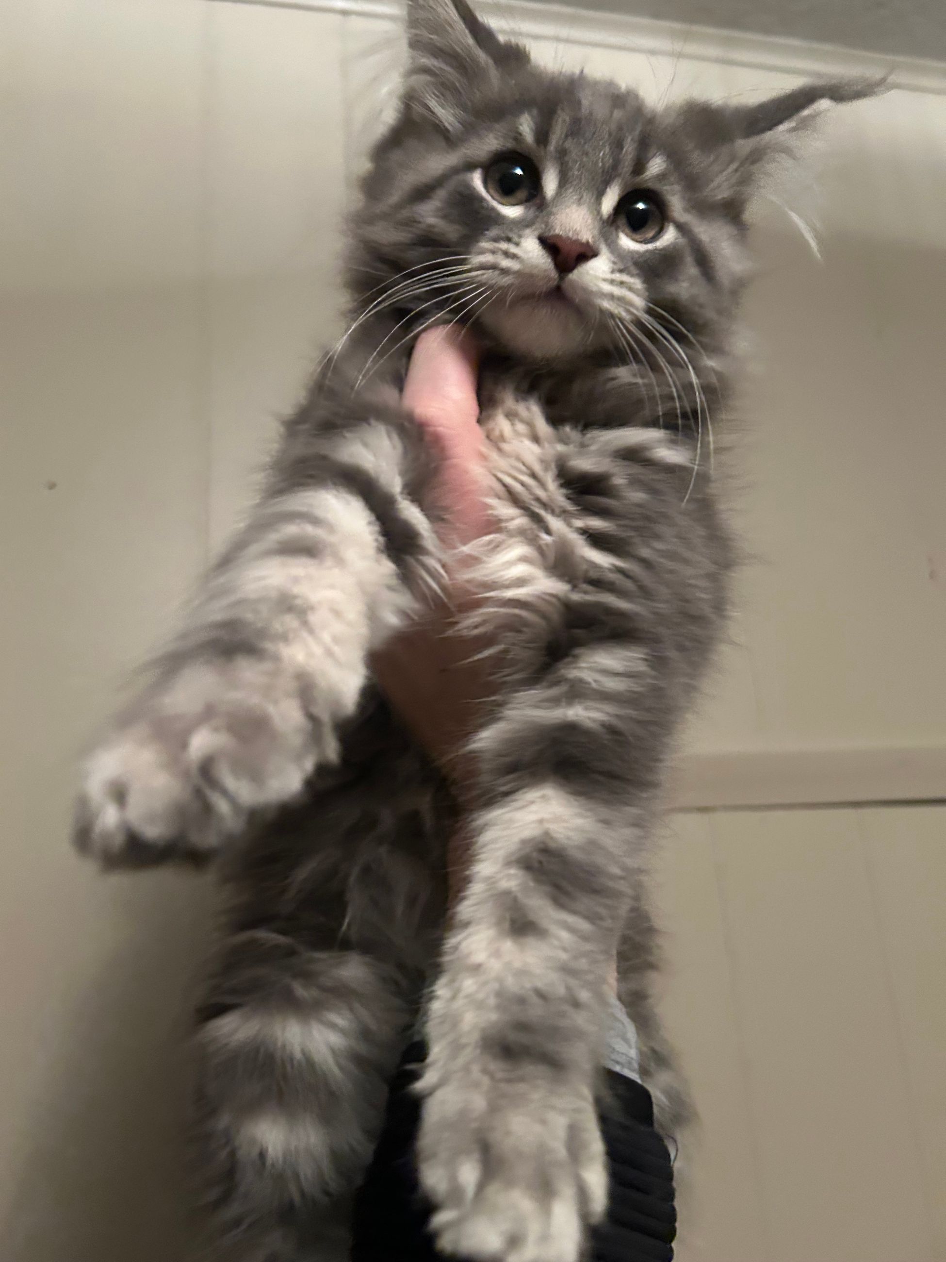 TICA Registered Purebred Maine Coon Kittens Ready for Christmass - 4 - 1765811702106_IMG_0086